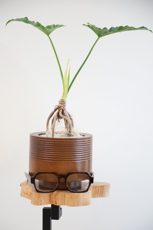 【S】セローム 根上り/Philodendron selloum　※マンゴーポット鉢カバー付き