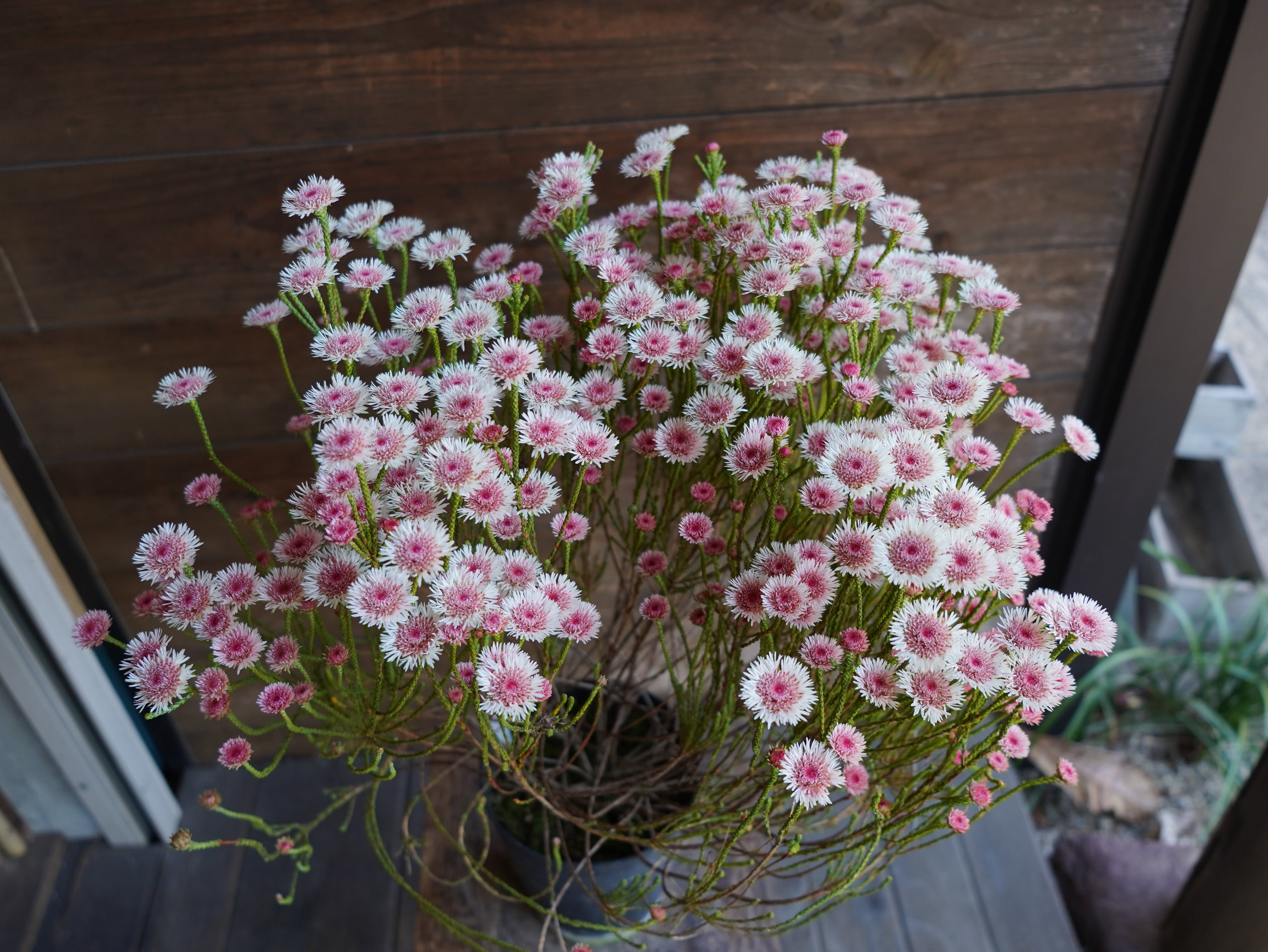 【現物】アクチノジウム　”シャトルデイジー”　C