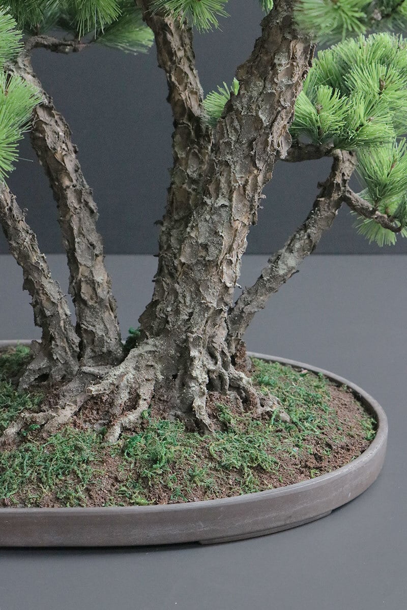 盆栽 松 Pinetree Bonsai #156 | Oh! BONSAI