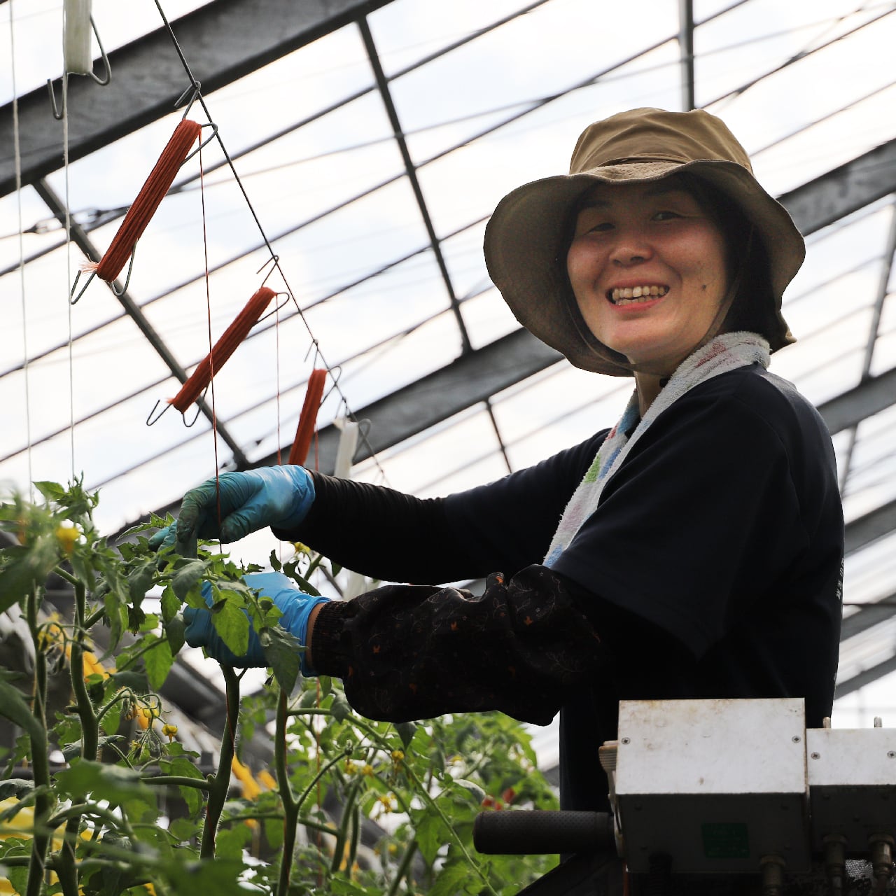 中玉トマト＿6袋入り／SATOFARM（静岡県三島市） | satofarm