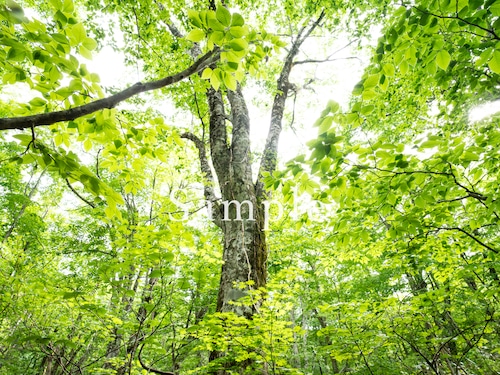 妖精のいる森 − 白神山地 −4【メタルプリントM】エネルギーフォト　 画像