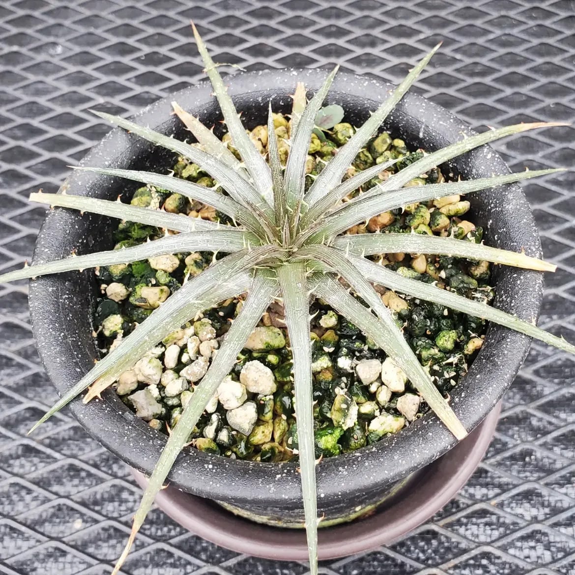 ハイブリッド系 | レアプランツ通販サイトPlants Maniax（プランツ