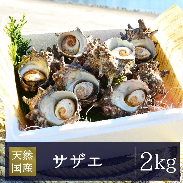 2026年2月3日（火）発送【厳選】国産ハマグリ・サザエ・ホンビノス三種詰め合わせセット