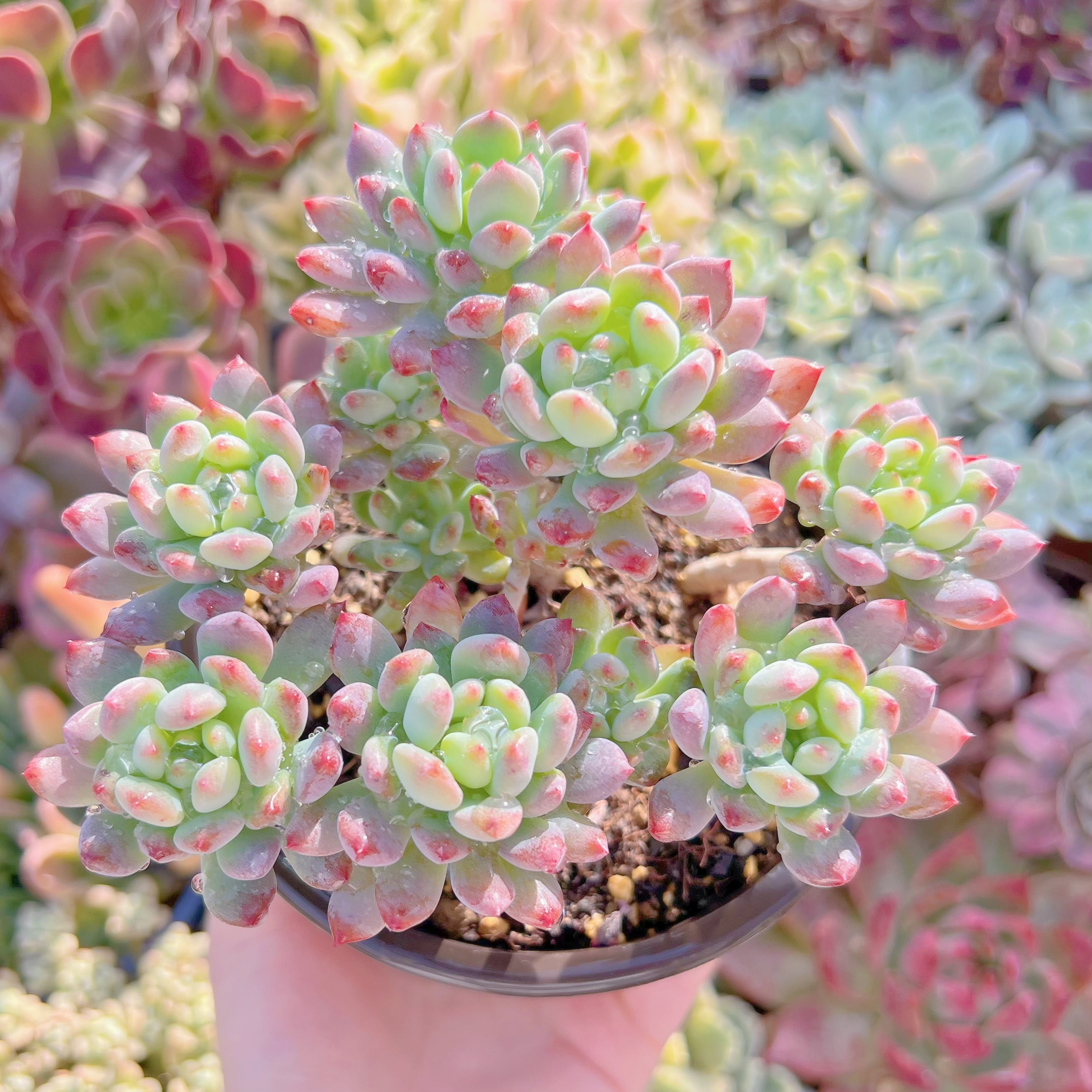 現品　ブルーエルフ#216   大群生　古株　るる農園