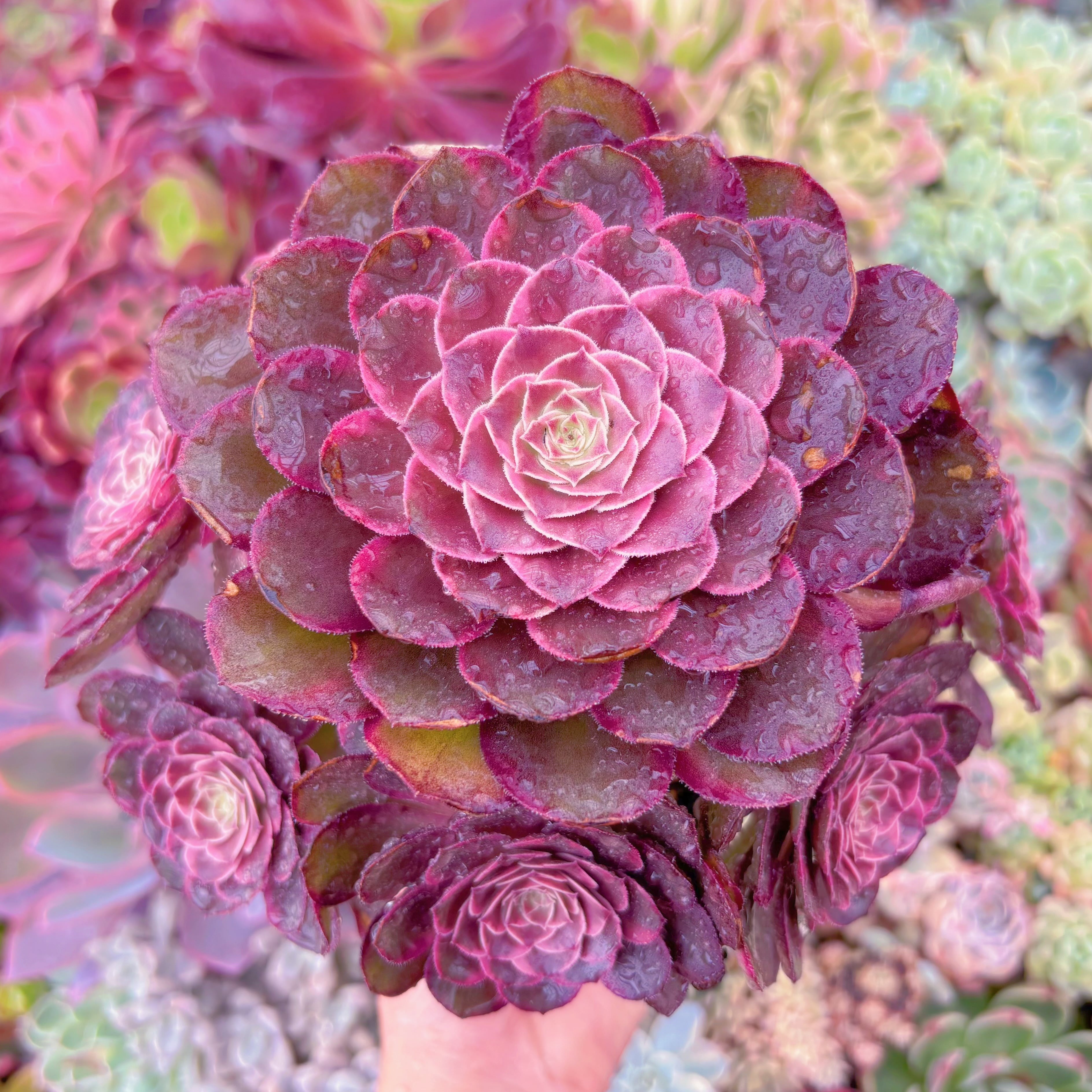 現品　Love in a Fallen City#1180　特大群生　新入荷　るる農園