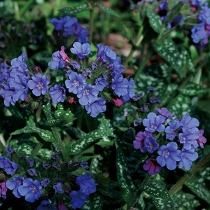 宿根草 プルモナリア トレビフォンテン