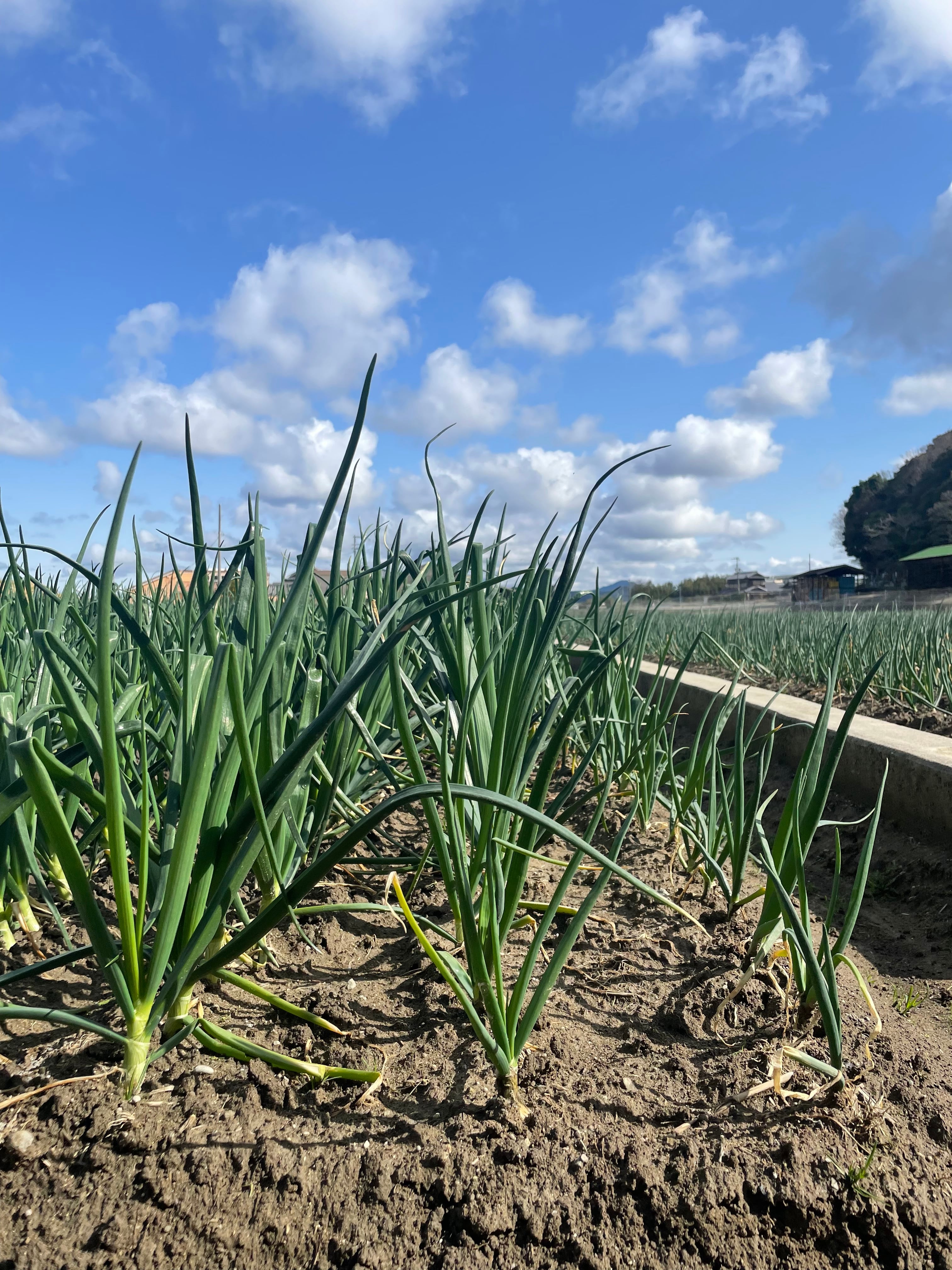 糖度10度】極甘玉ねぎ 5kg | 農家の孫まっち