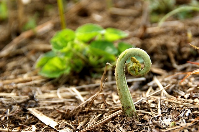 山形県　飯豊町産　ワラビ　5kg