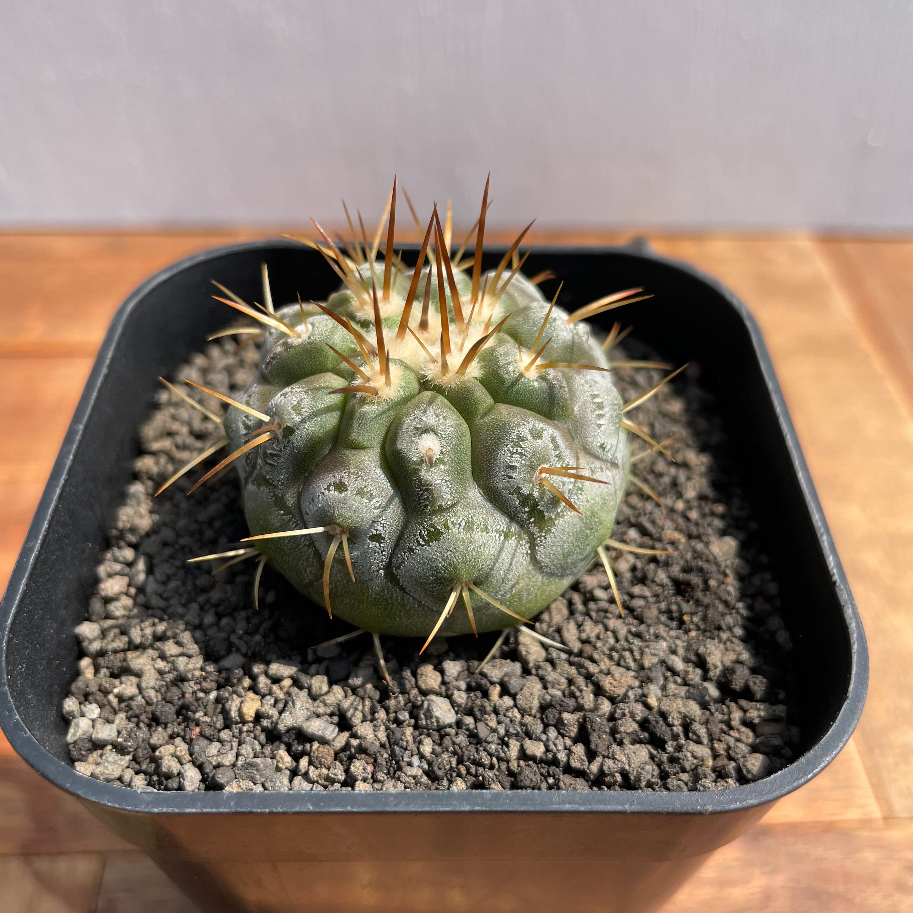 Copiapoa cinerea var. columna-alba【コピアポア・孤竜丸・実生
