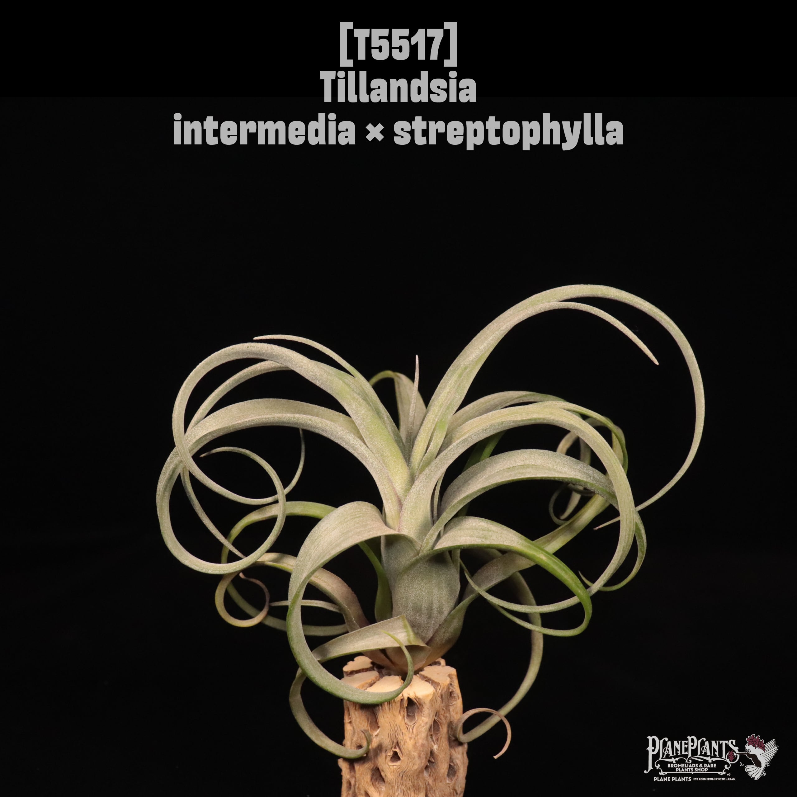 【送料無料】intermedia × streptophylla〔エアプランツ〕現品発送T5517