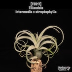 【送料無料】intermedia × streptophylla〔エアプランツ〕現品発送T5517