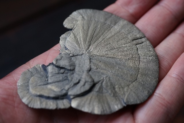 パイライトサン Pyrite Sun 621