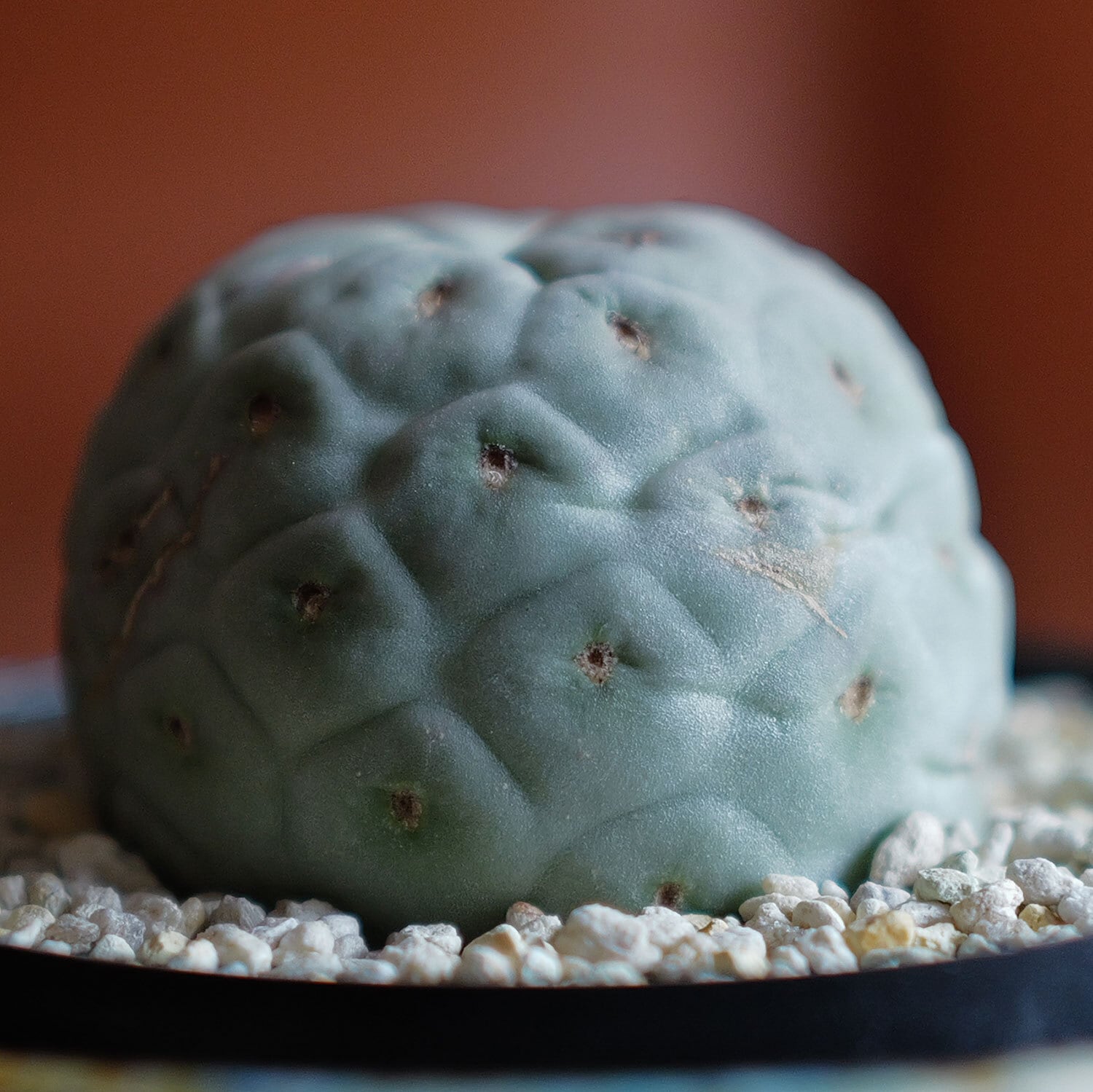 テフロカクタス　ゲオメトリクス Tephrocactus geometricus【テフロカクタス・ゲオメトリクス