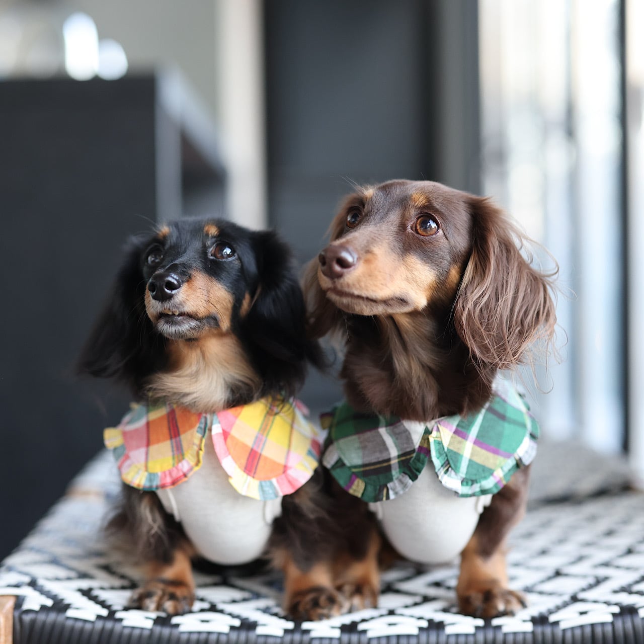 レイヤードプリプリ