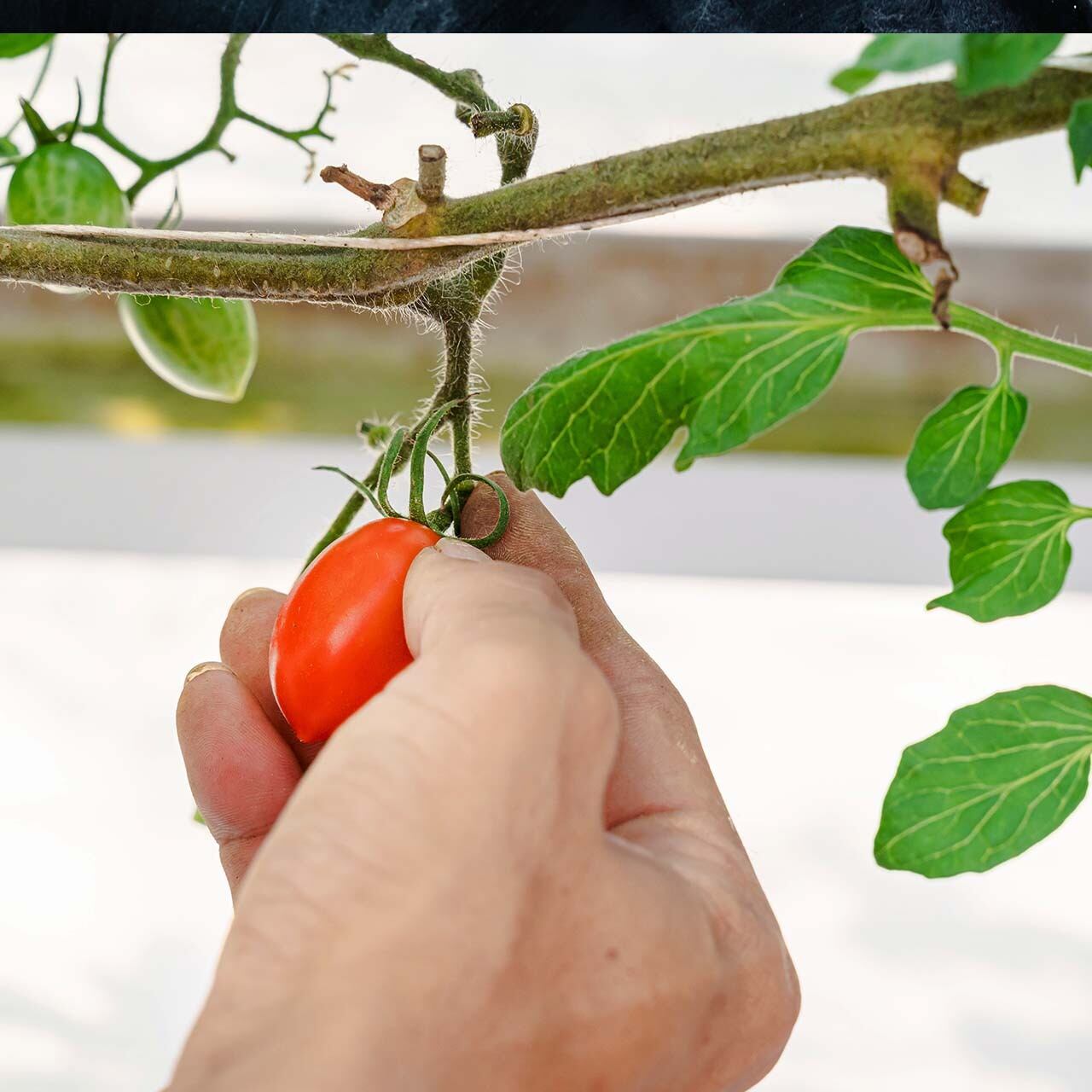 トマト 家庭用】シャイントマトたっぷり1kg（500g×2パック）岡山県津山