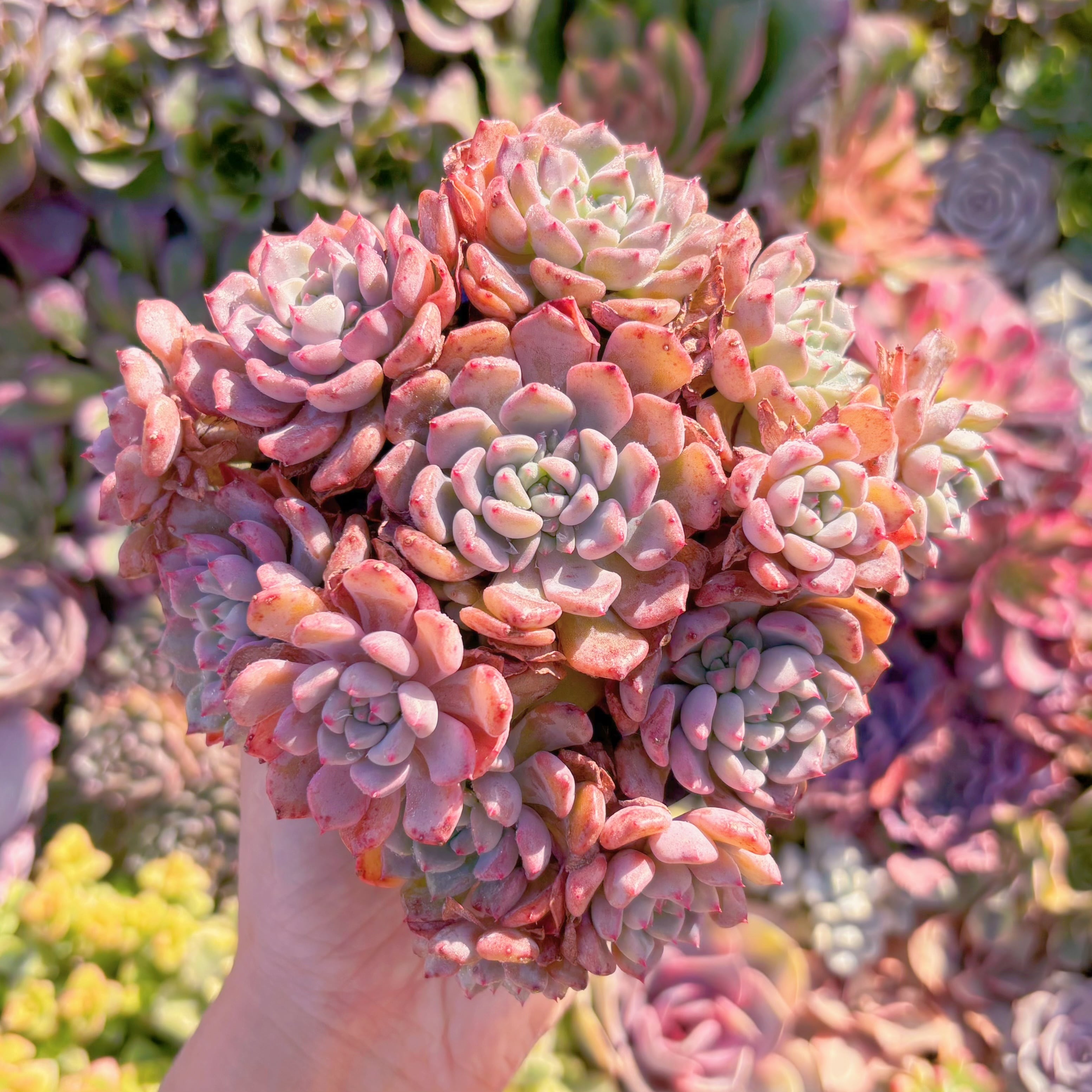 現品　キュートバブル#M012　大群生　新入荷　るる農園