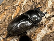 【WD】《東ジャワ産 ダイオウヒラタ 76mm ペア》