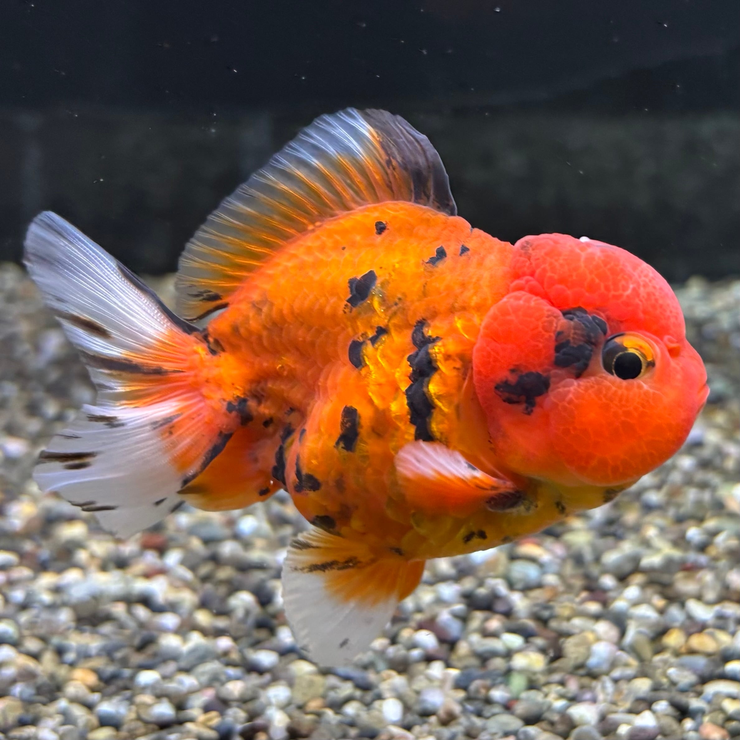 だるまオランダ 9cm