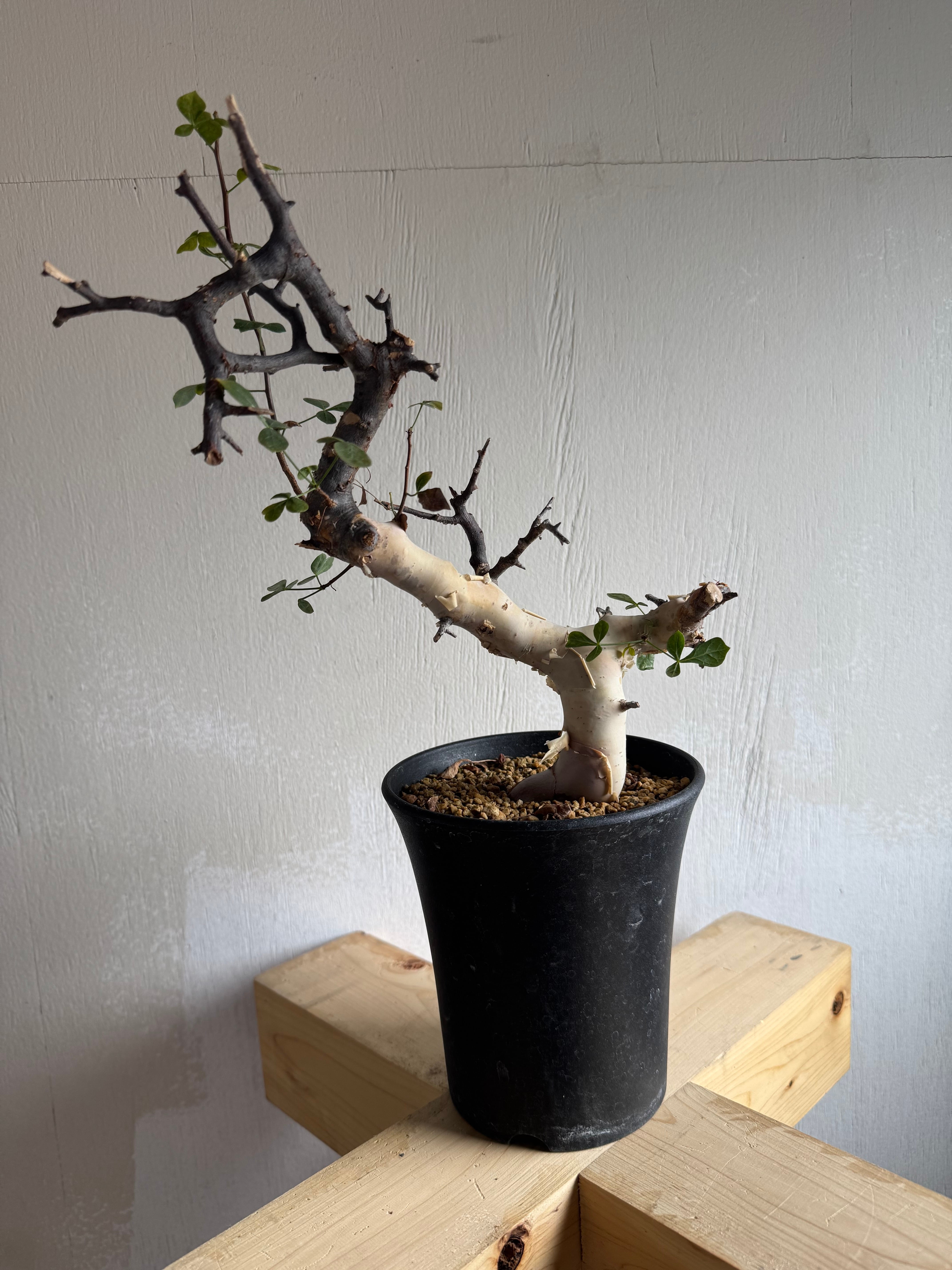 尚*郎様 コミフォラ　ホルトジアナ　灌木 Commiphora holtziana コミフォラ ホルトジアナ 発根済現地株 B4 | B