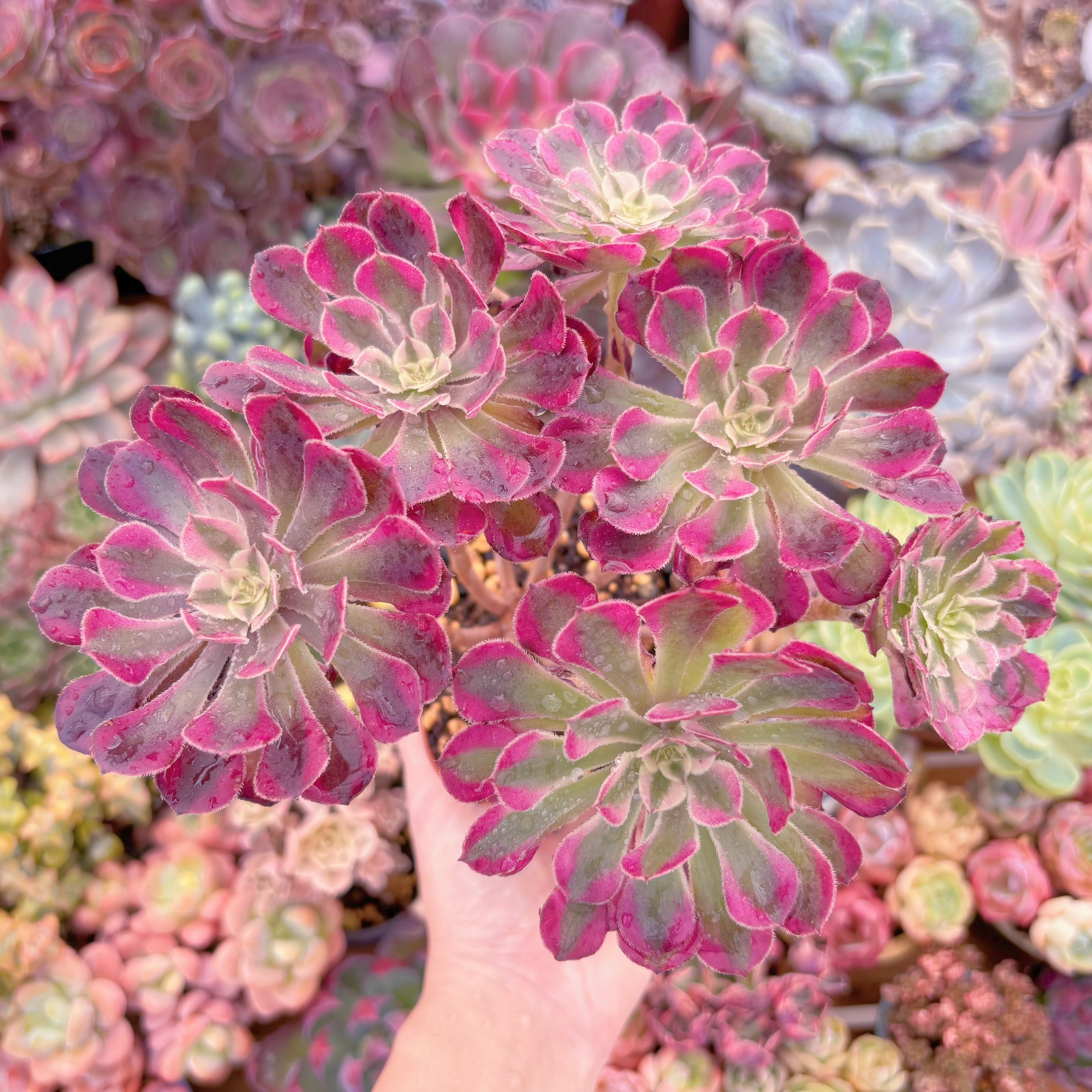 現品　ブラックチェリー#B45　大群生　るる農園