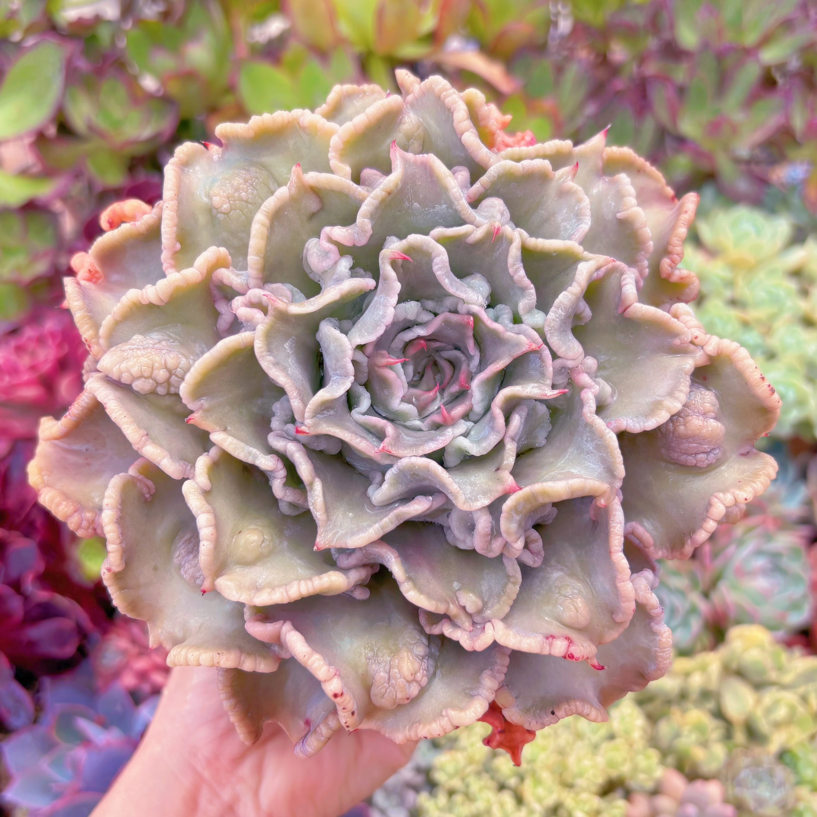 現物　コブマディバ#701　特大　新入荷　るる農園