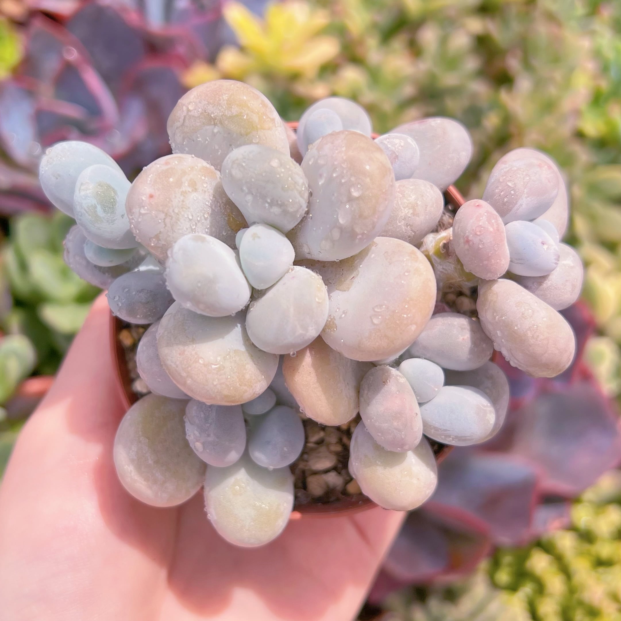 現品　エミリー#K112　古株　るる農園