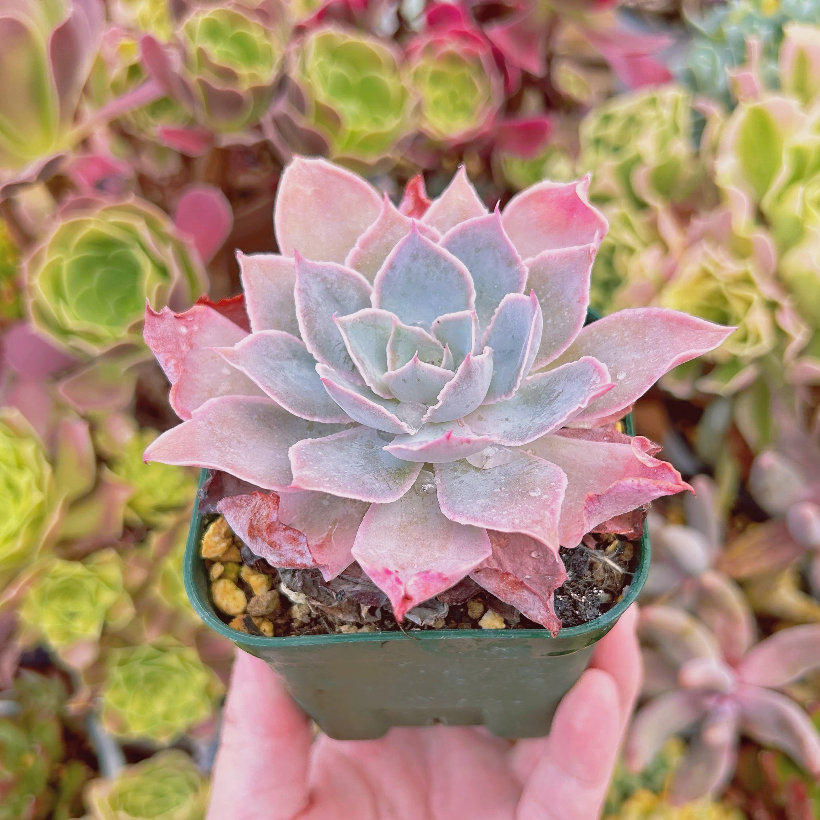 (農園プラティナ)(同梱発送) 韓国苗 / 多肉植物 / サボテン)エケベリア キューティエンゼル v0228-122 ☆エケベリア カシスポール BL0423-029 (農園プラティナ)(同梱発送