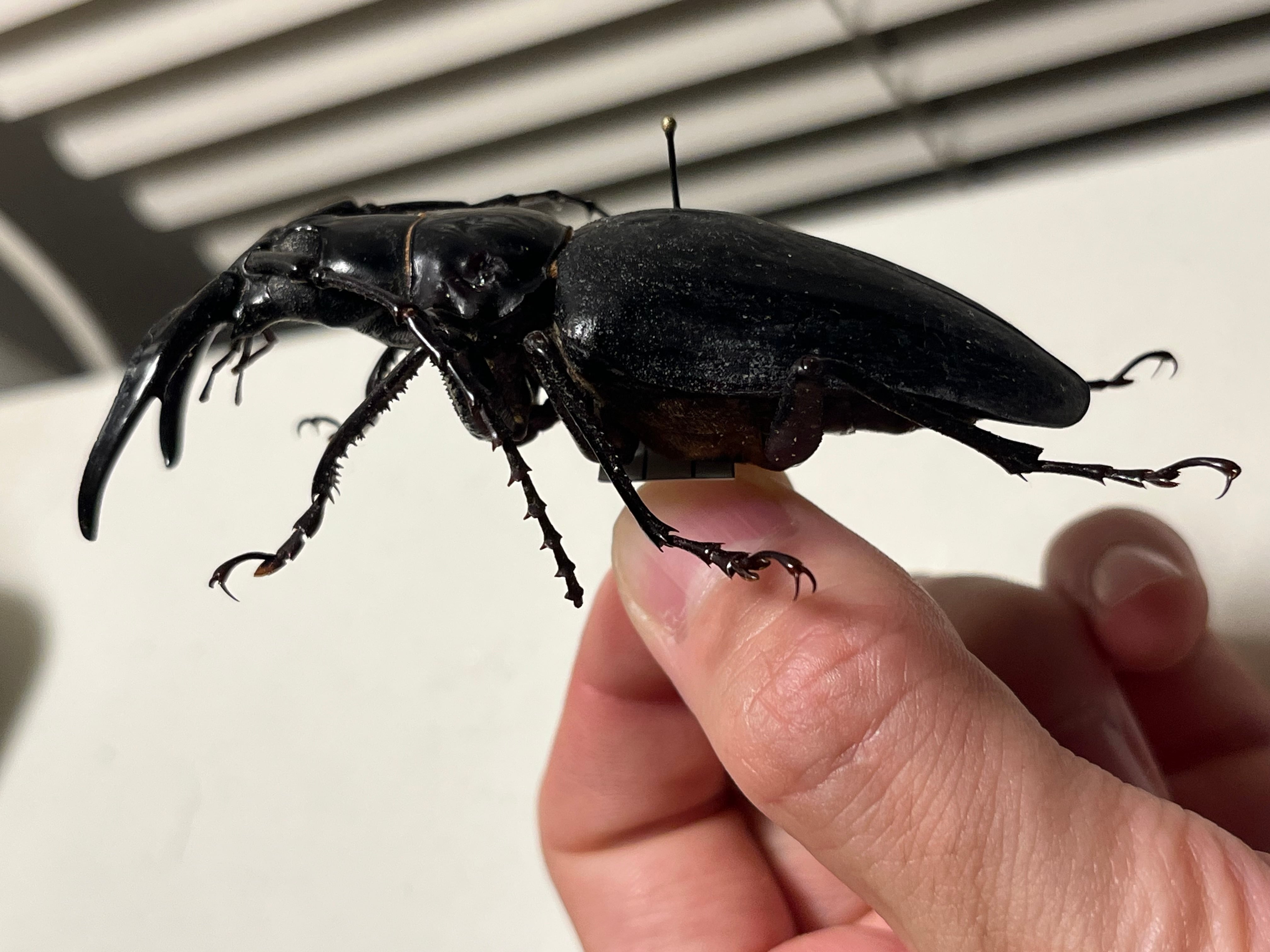 80mm】シャムオオキバノコギリカミキリムシ オサムシタガメ