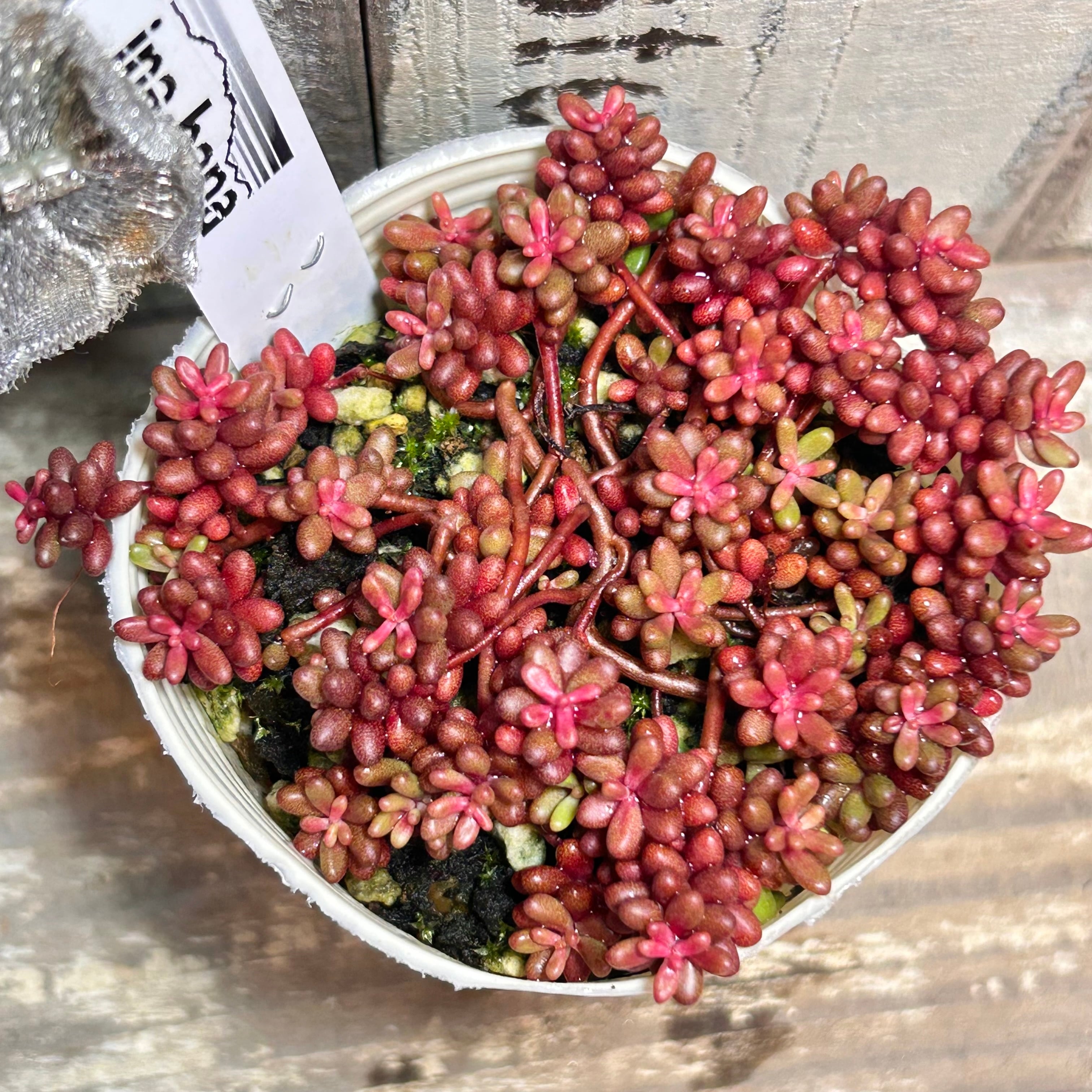 シムシー錦(アエオニウム) | RuPo 多肉植物専門店