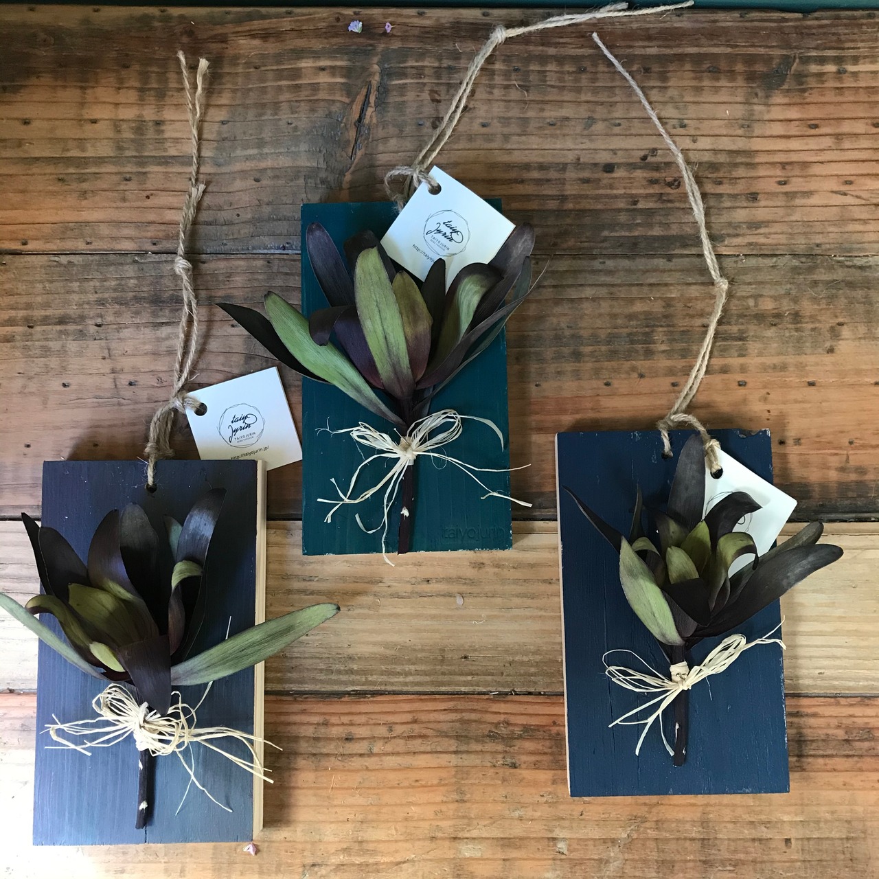 植物標本　リューカデンドロ