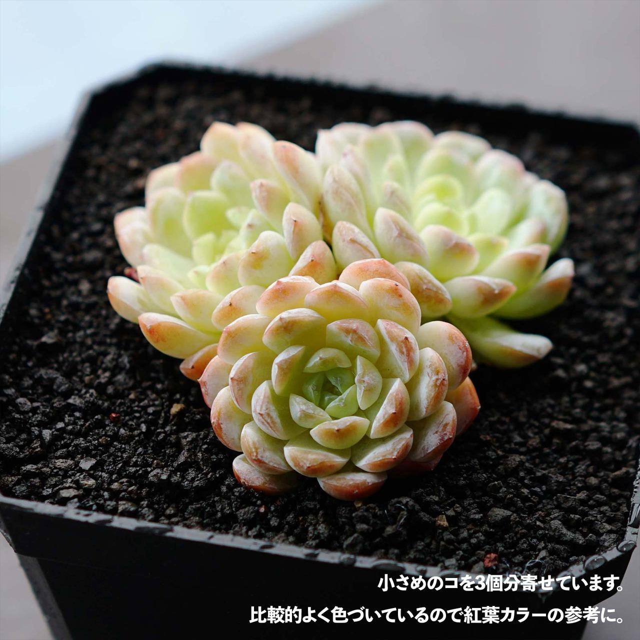 抜き苗 アパリション Echeveria 'Apparition'