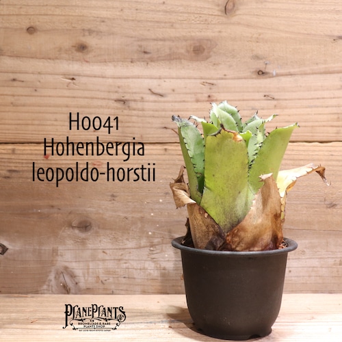 【送料無料】 Hohenbergia leopoldo-horstii〔ホヘンベルギア〕現品発送H0041