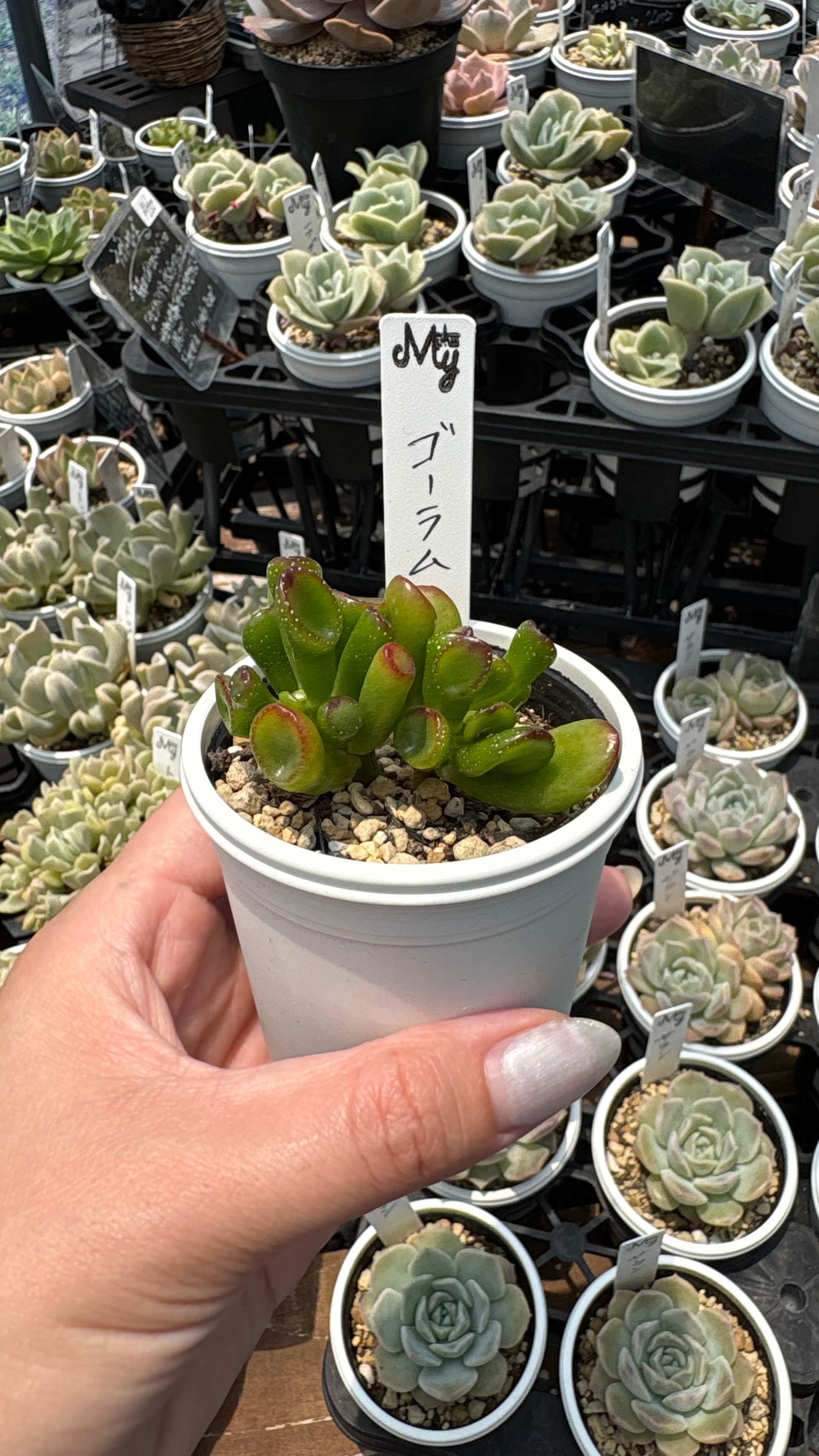 ゴーラム 多肉植物 クラッスラ 安心の生産ポットそのまま販売（8個
