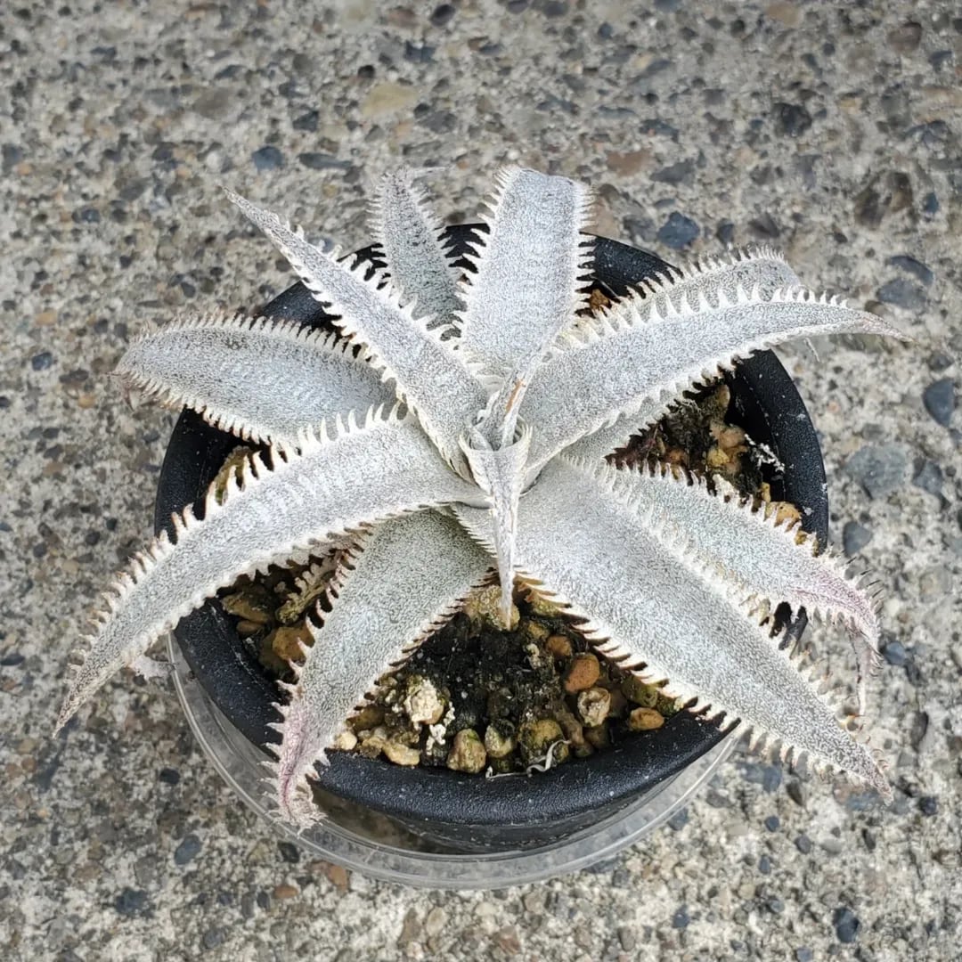 Dyckia（ディッキア） | レアプランツ通販サイトPlants Maniax