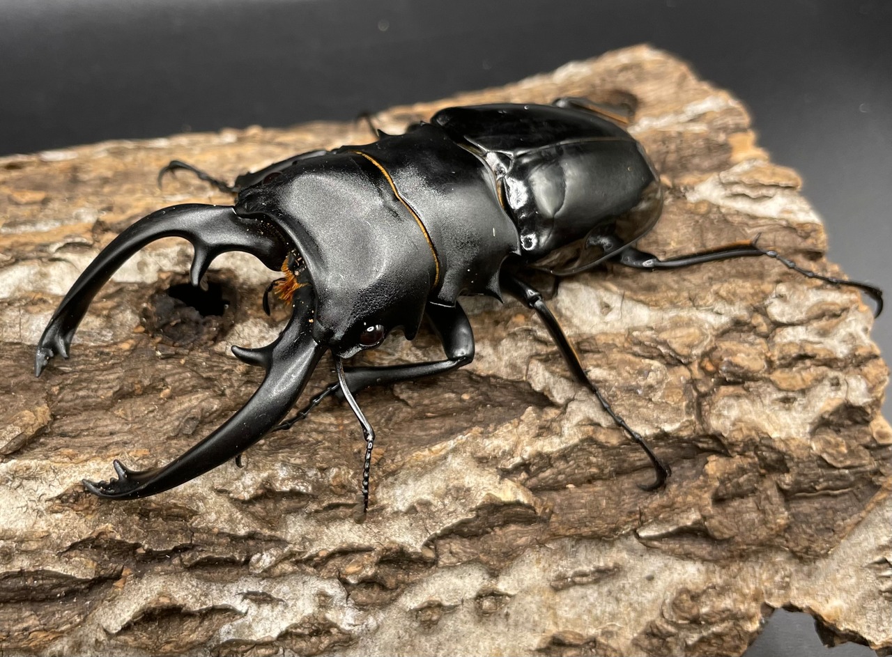 【WD】大型大歯《インターメディアツヤクワガタ 90mmUP ペア》