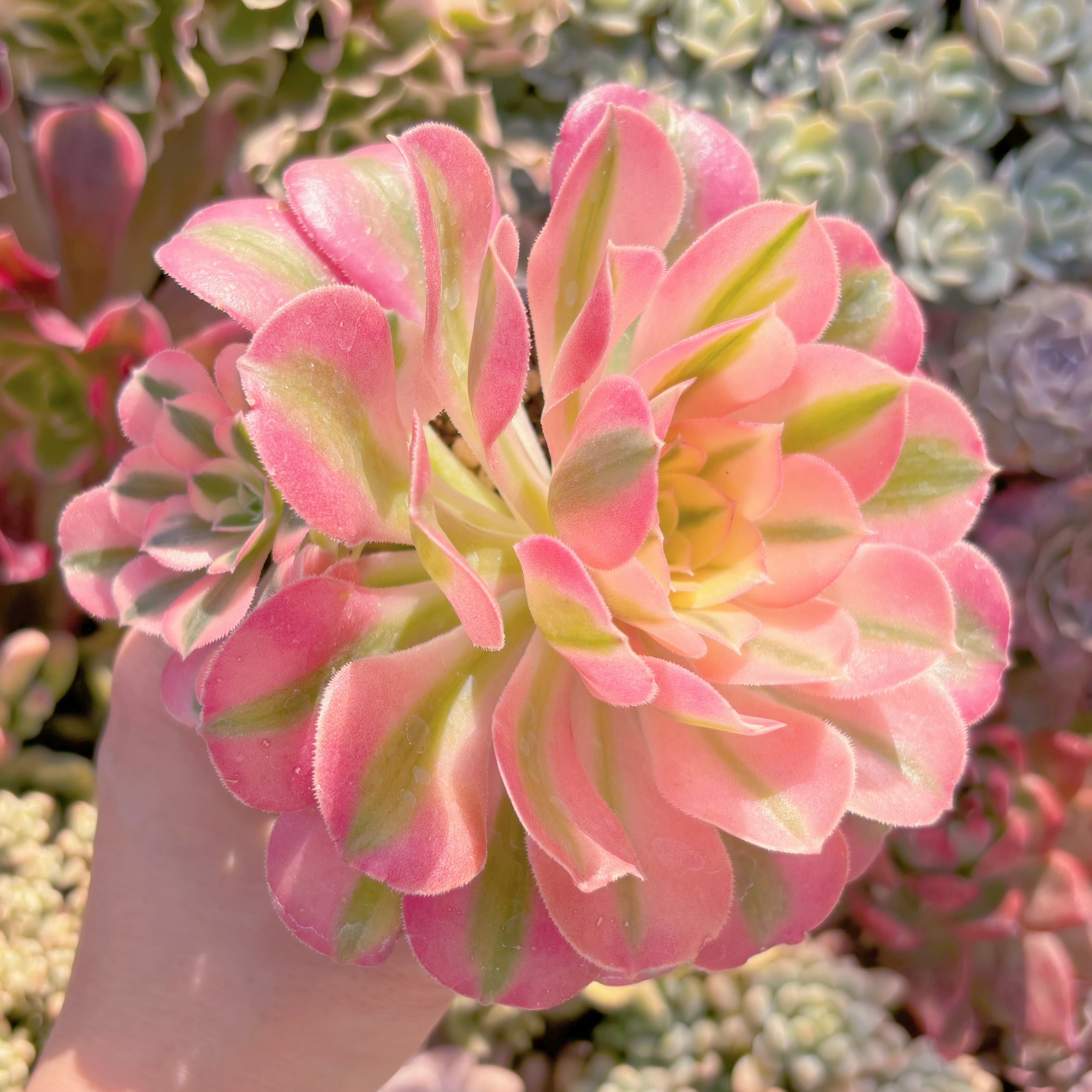 現品　アフラダイティ#097　るる農園