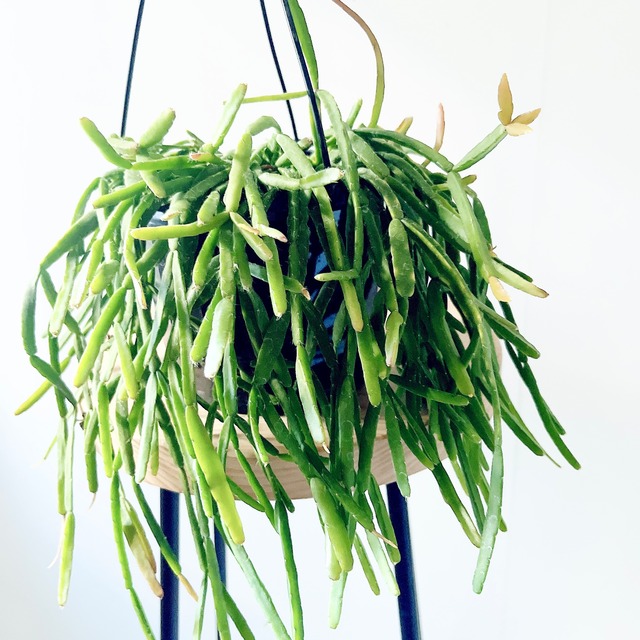 色づく希少種＊リプサリス ピンクサリー＊ハンギング 観葉植物 calm cafe