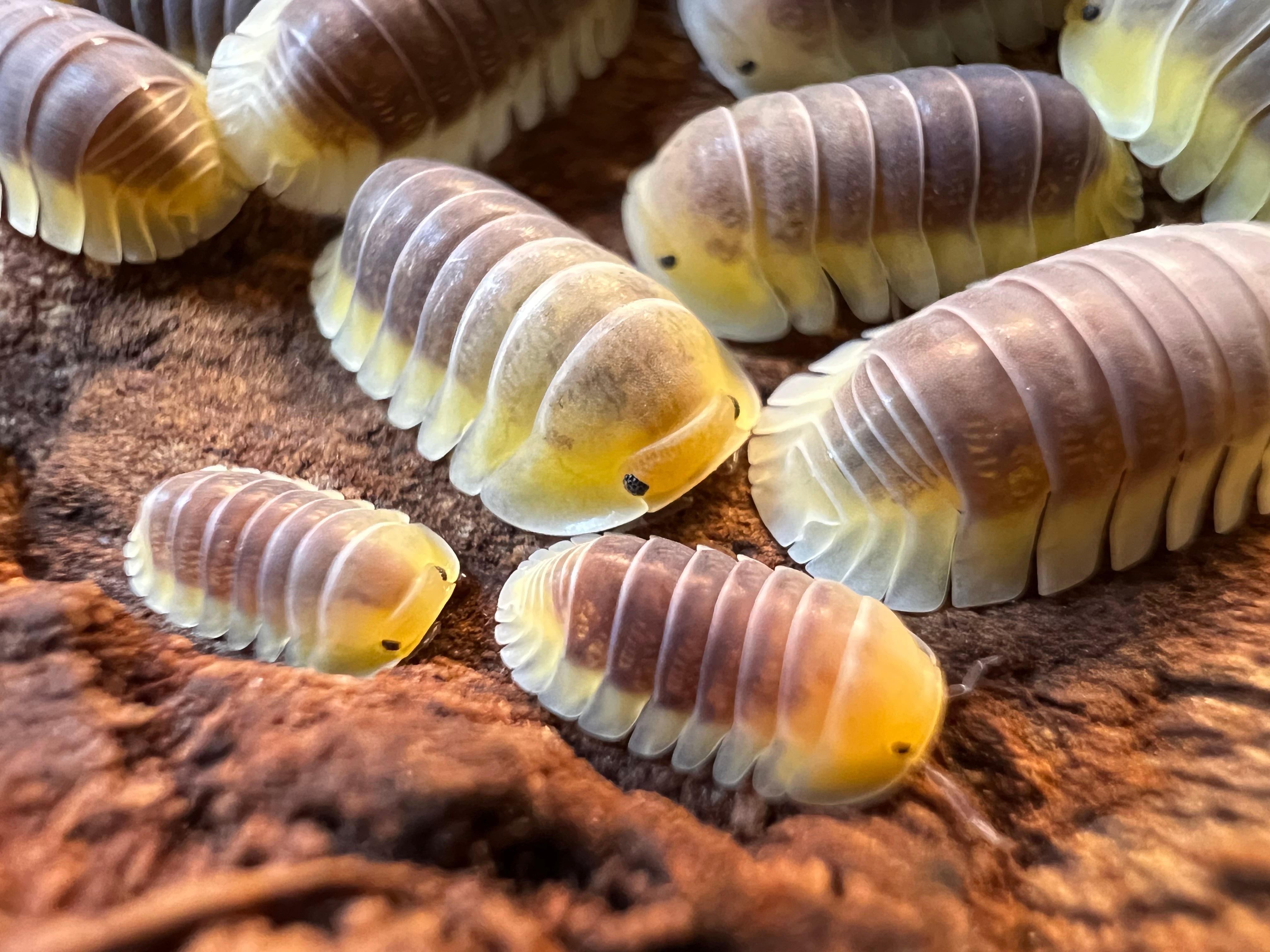 レモンブルー ダンゴムシ 7匹 | SHUNisopods ダンゴムシ、ワラジムシのお店