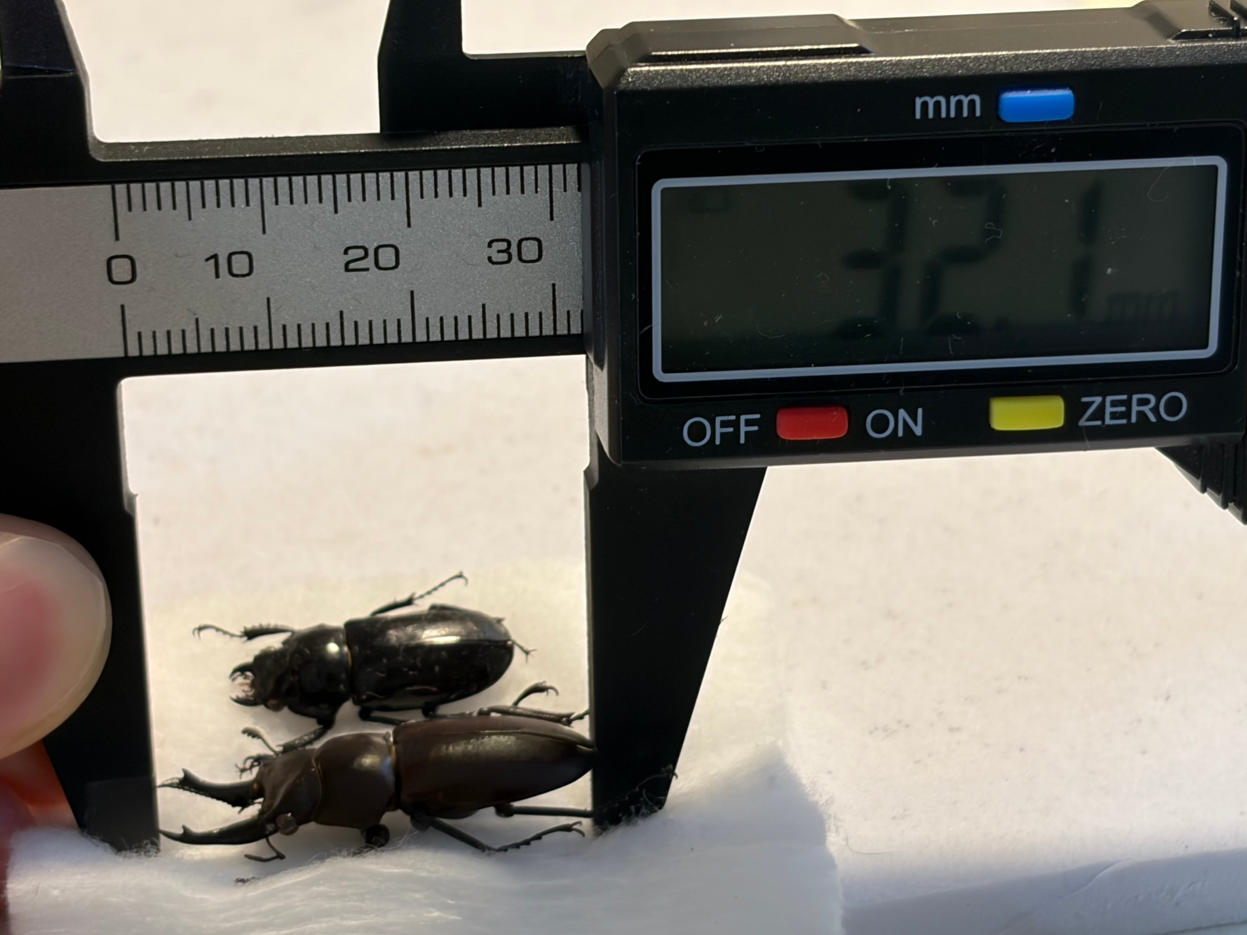 ペア】Prismognathus dauricus キンオニクワガタ 規制前採取 標本