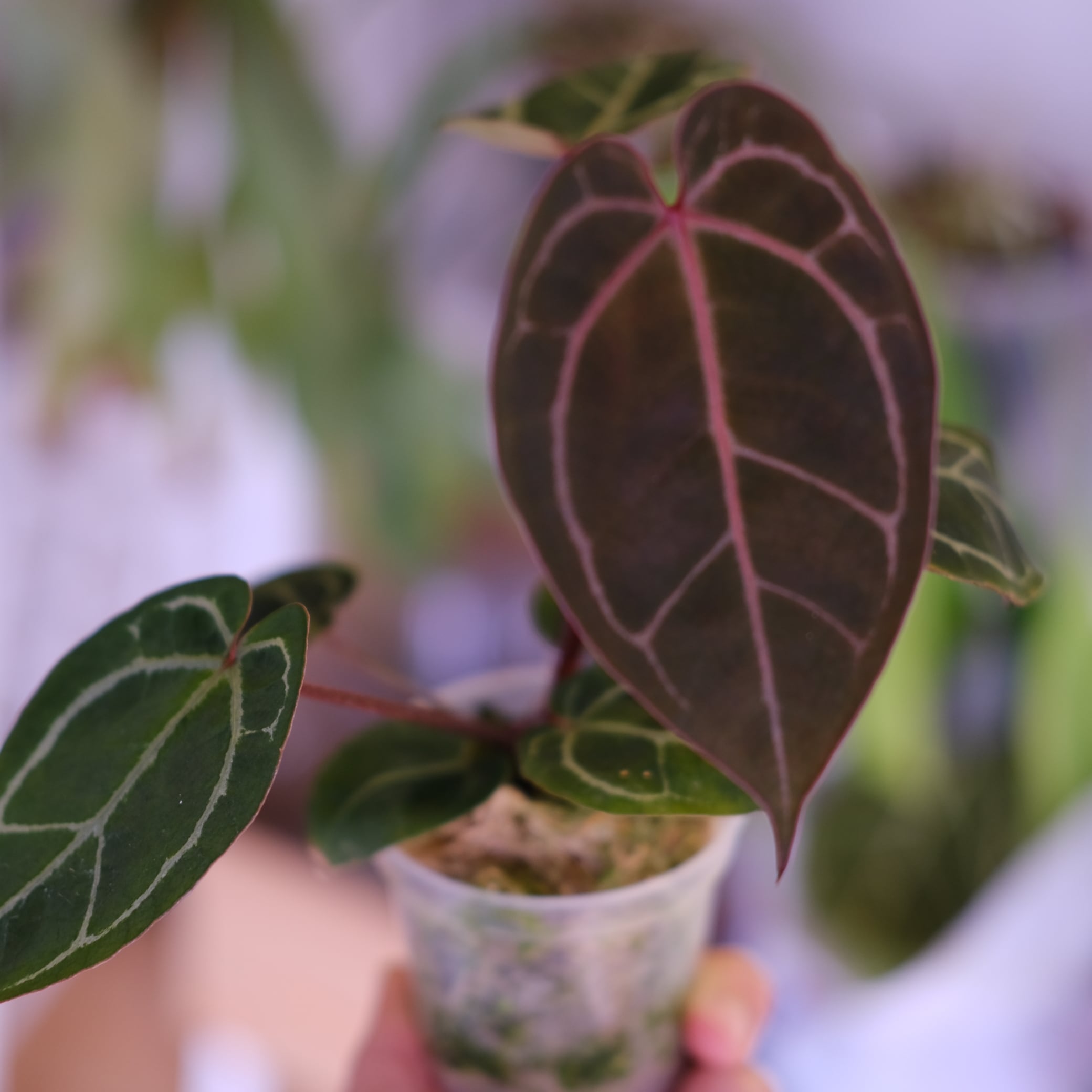 Anthurium. SKG Pink Lemonade × A.Zara Michelle⑧│アンスリウム