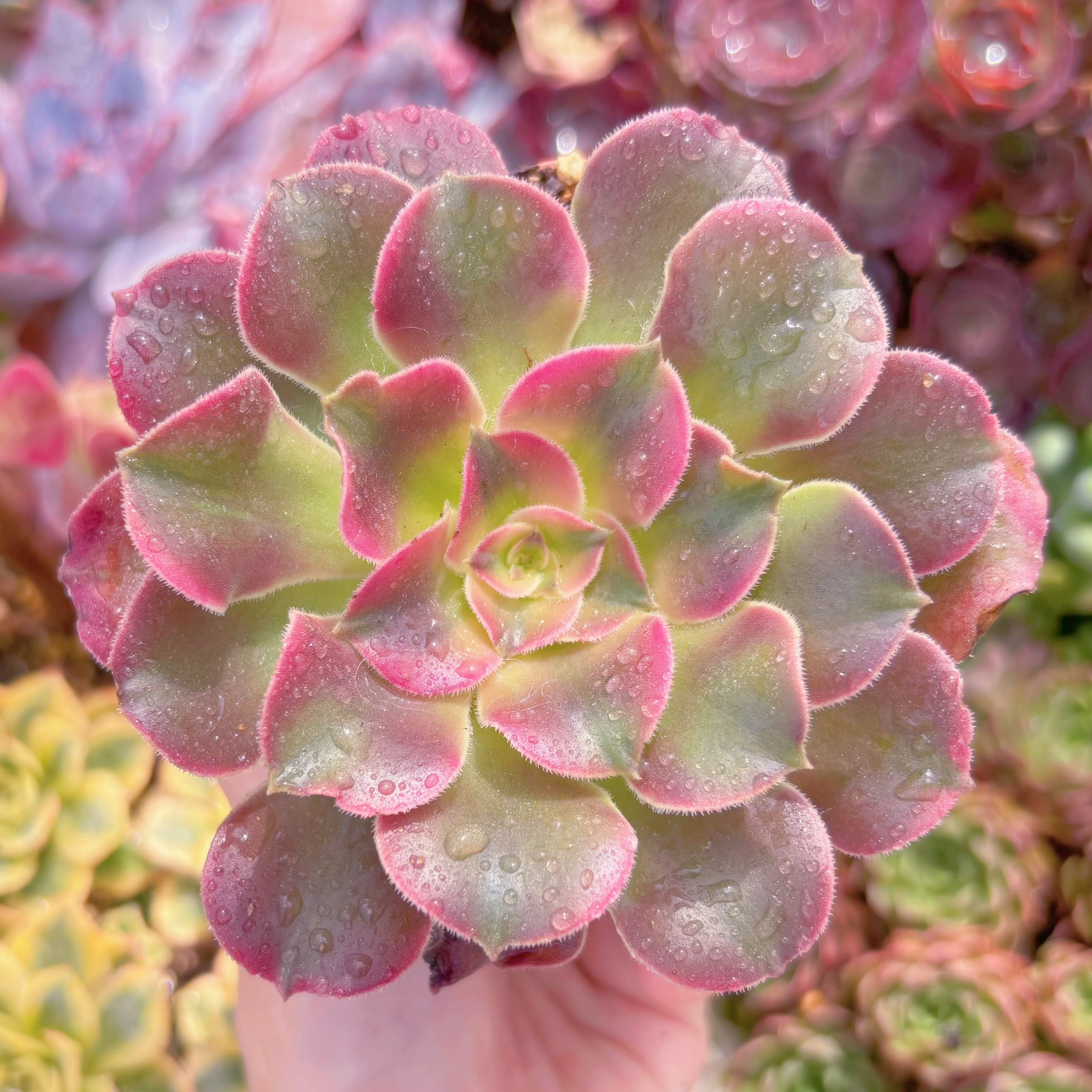 現品　アフラダイティ変異#F092　るる農園