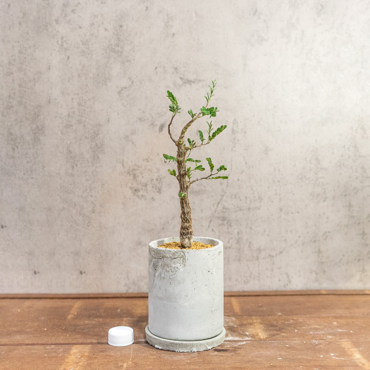 質感の良い手作りモルタル鉢で仕立てた良型センナ・メリディオナリス。インテリアグリーンに【虫発生抑制】