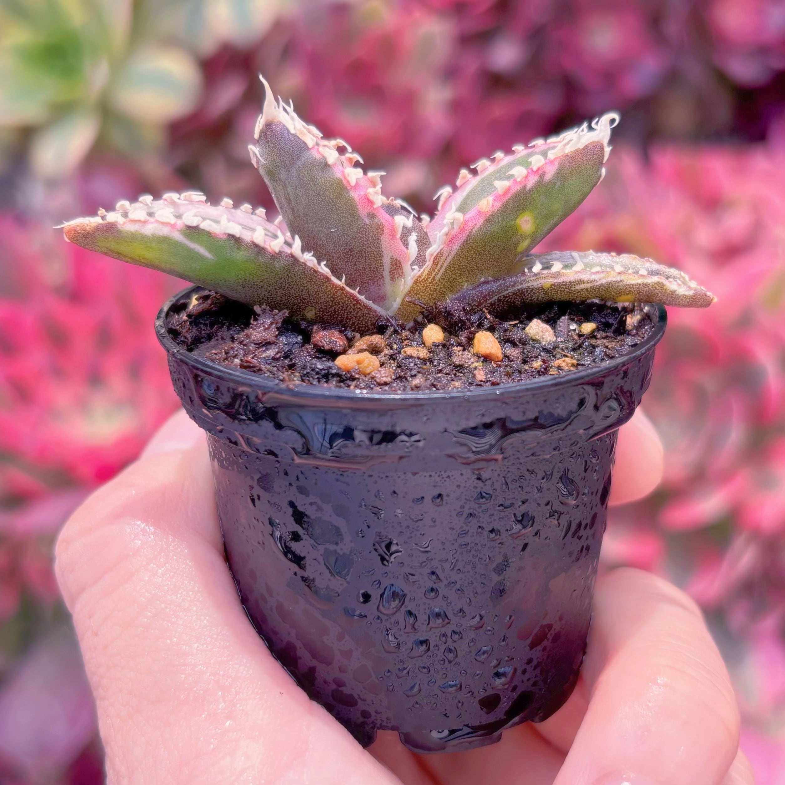 現品　アガベ　狼人覆輪錦#888　新入荷　希少　るる農園