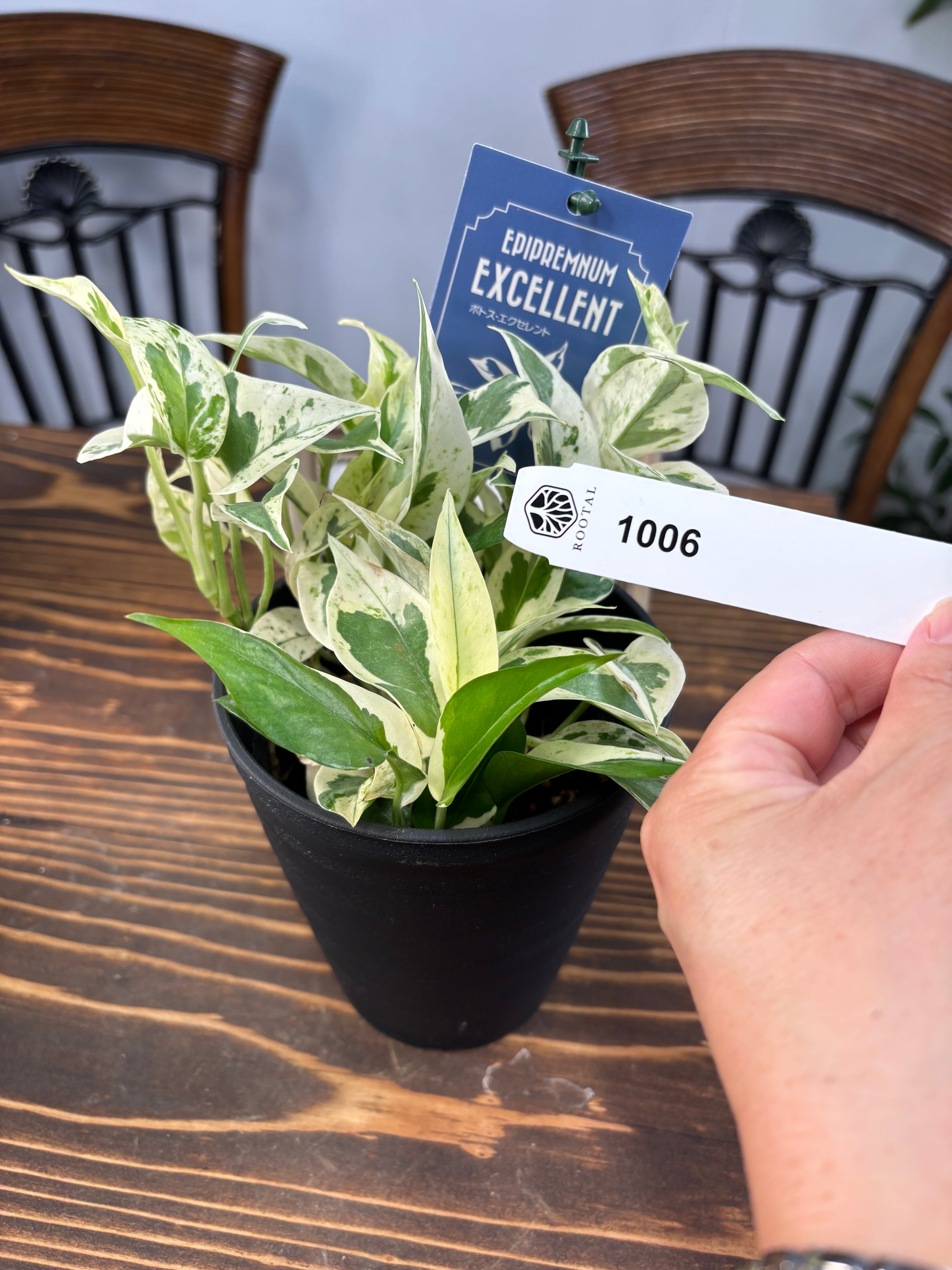 ポトス | ROOTALPLANTS