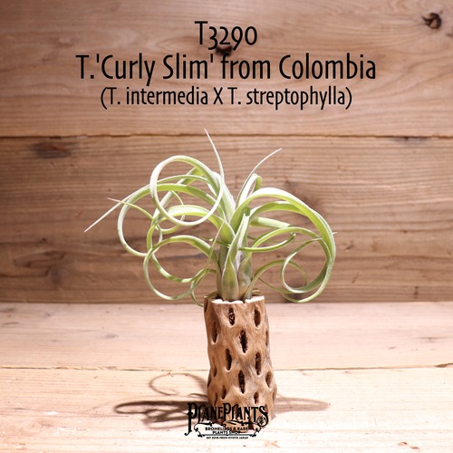 【送料無料】'Curly Slim' from Colombia〔エアプランツ〕現品発送T3290