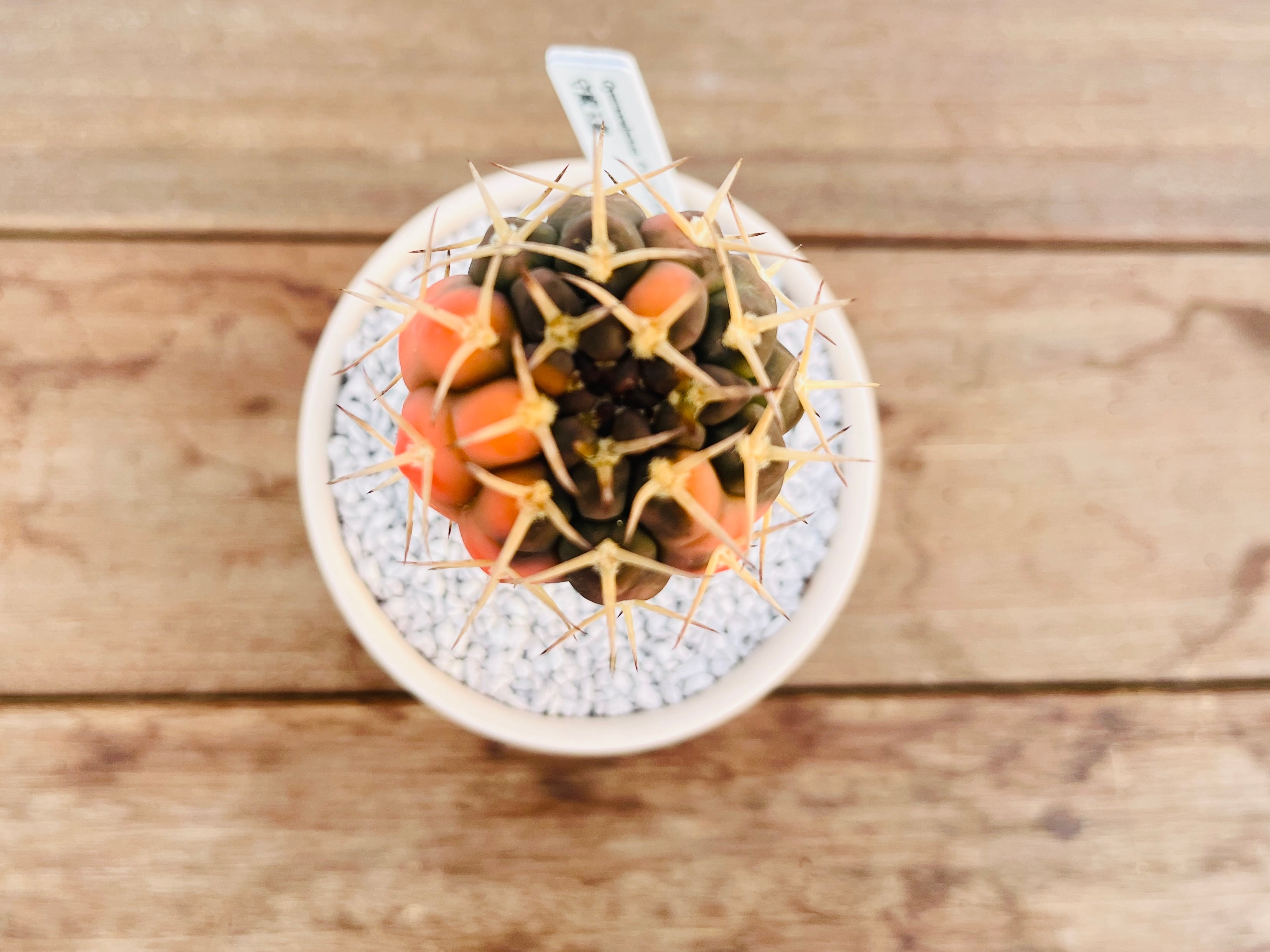 Gymnocalycium stellatum ギムノカリキュウム 守殿玉錦 接木 サボテン