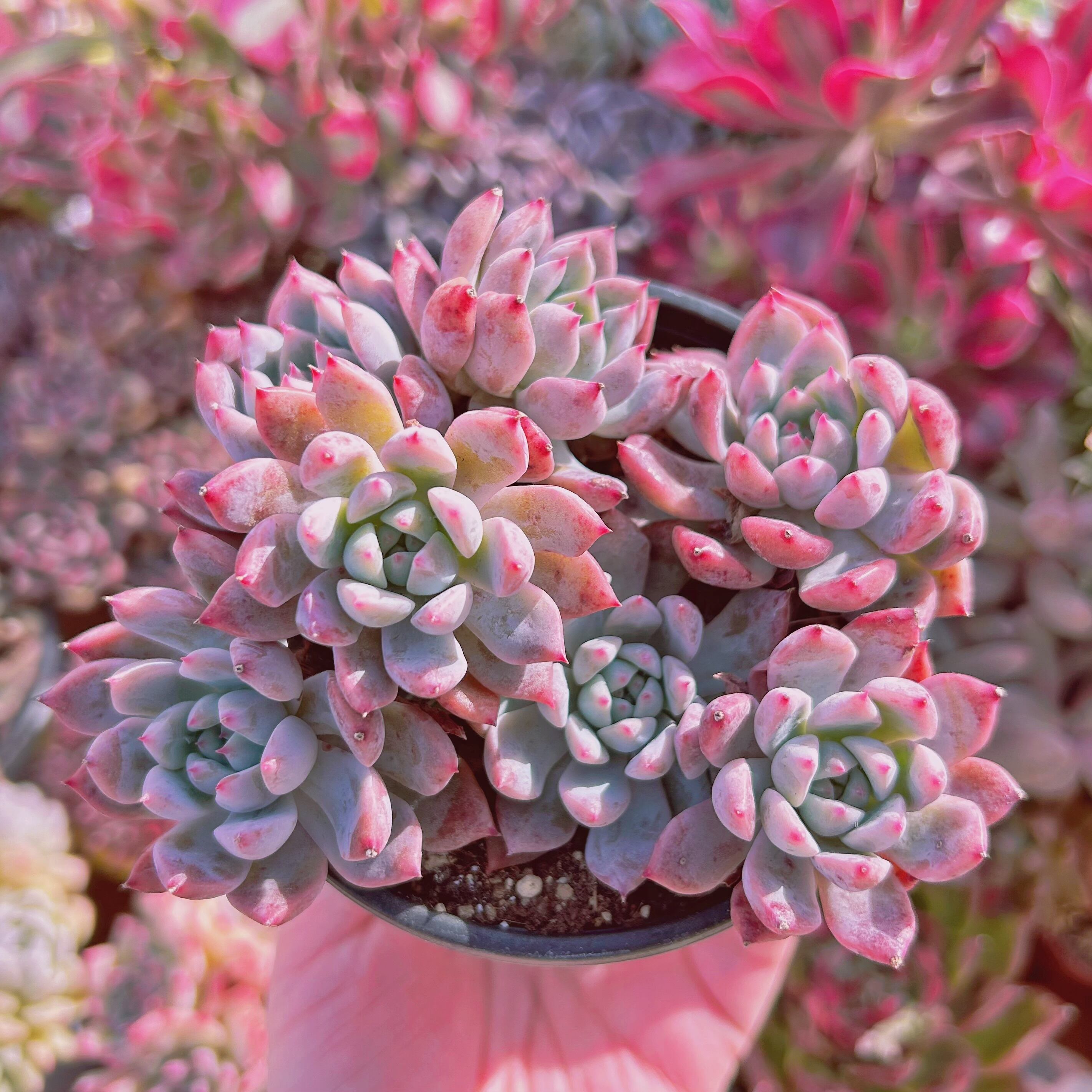 #729現物　多肉植物　フロストフラワー