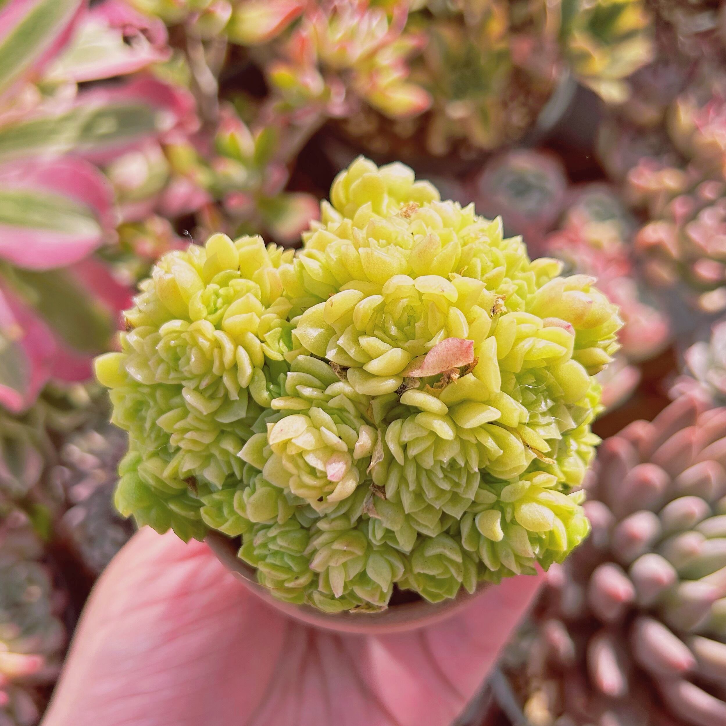 多肉植物　  新品種　Echeveria  アードリー