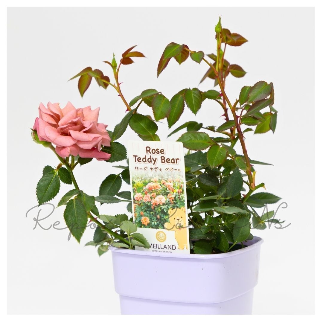 ミニバラ：テディベア（3-3.5号）芳香性 四季咲き ミニバラ苗 薔薇