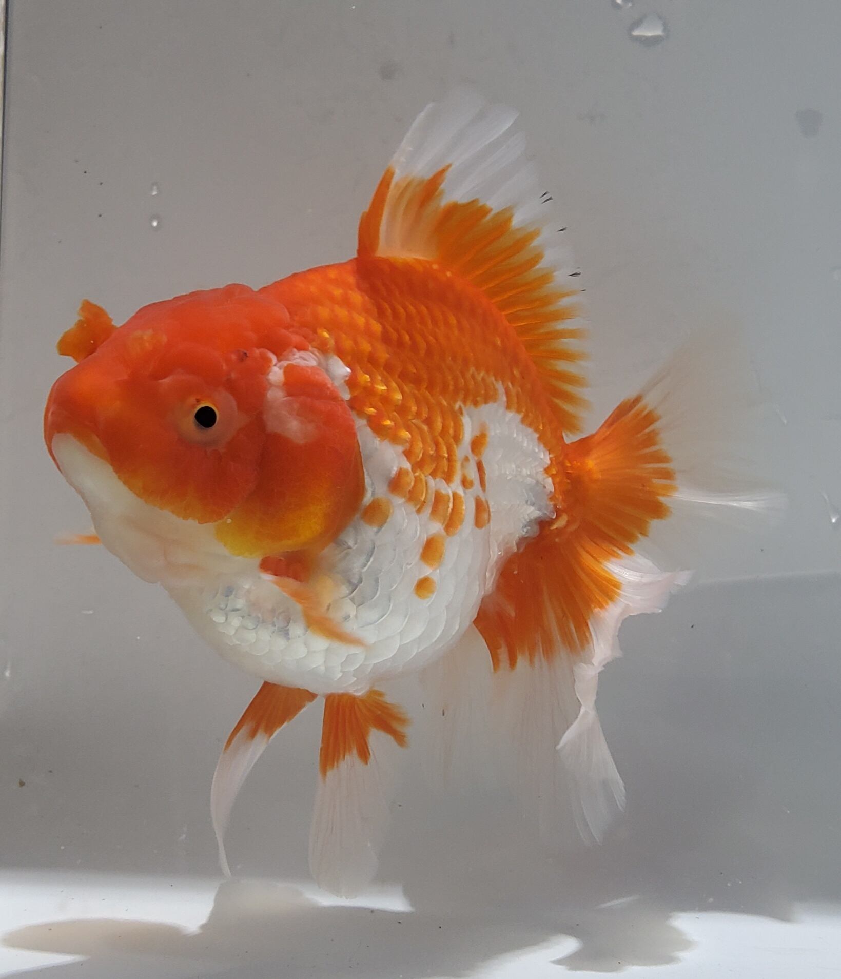 外国産 | 金魚と両生類のお店 さだお